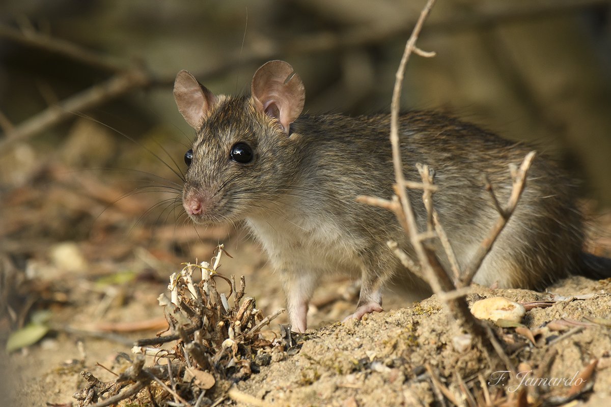 Rattus rattus