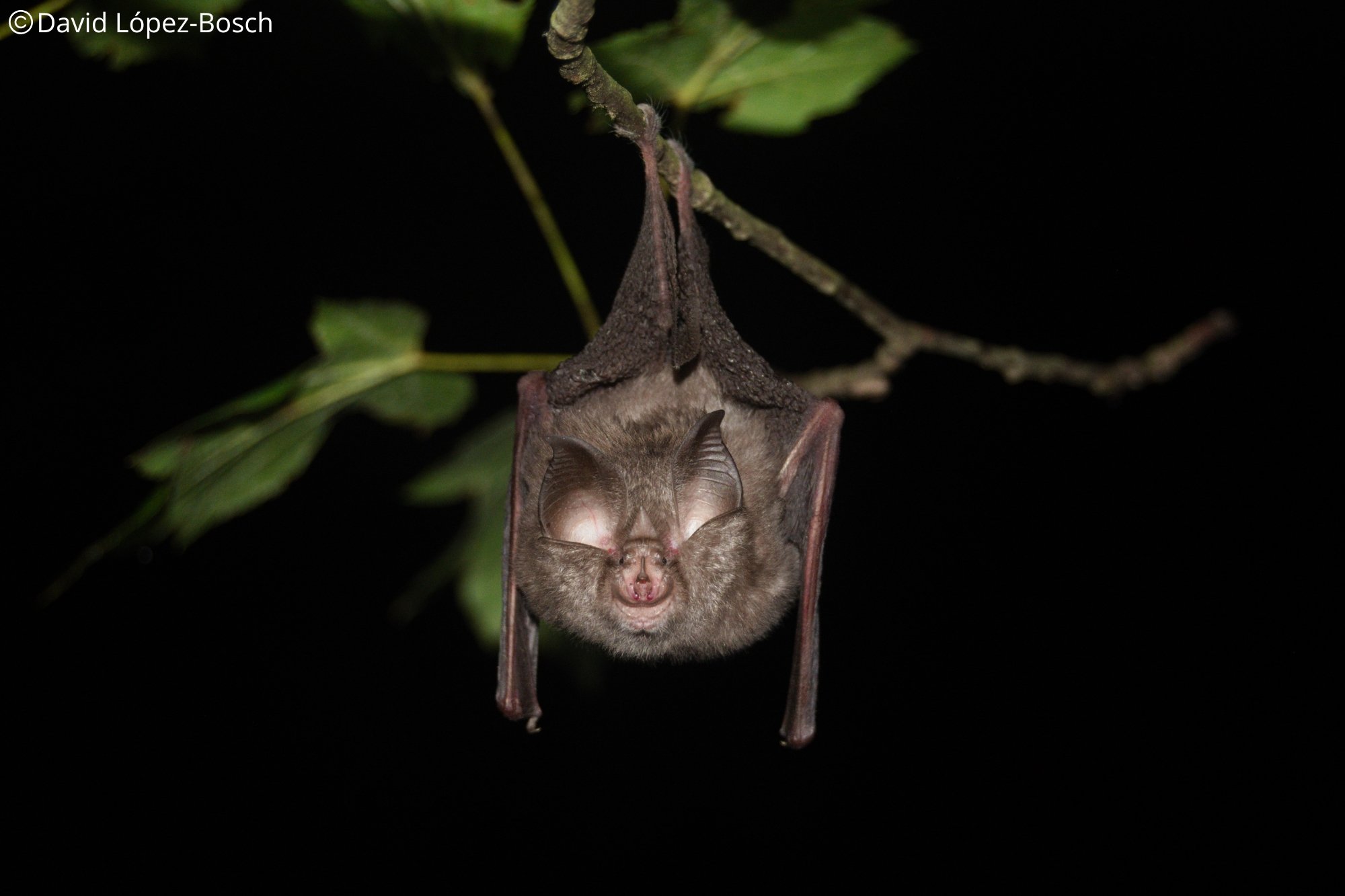 Rhinolophus euryale