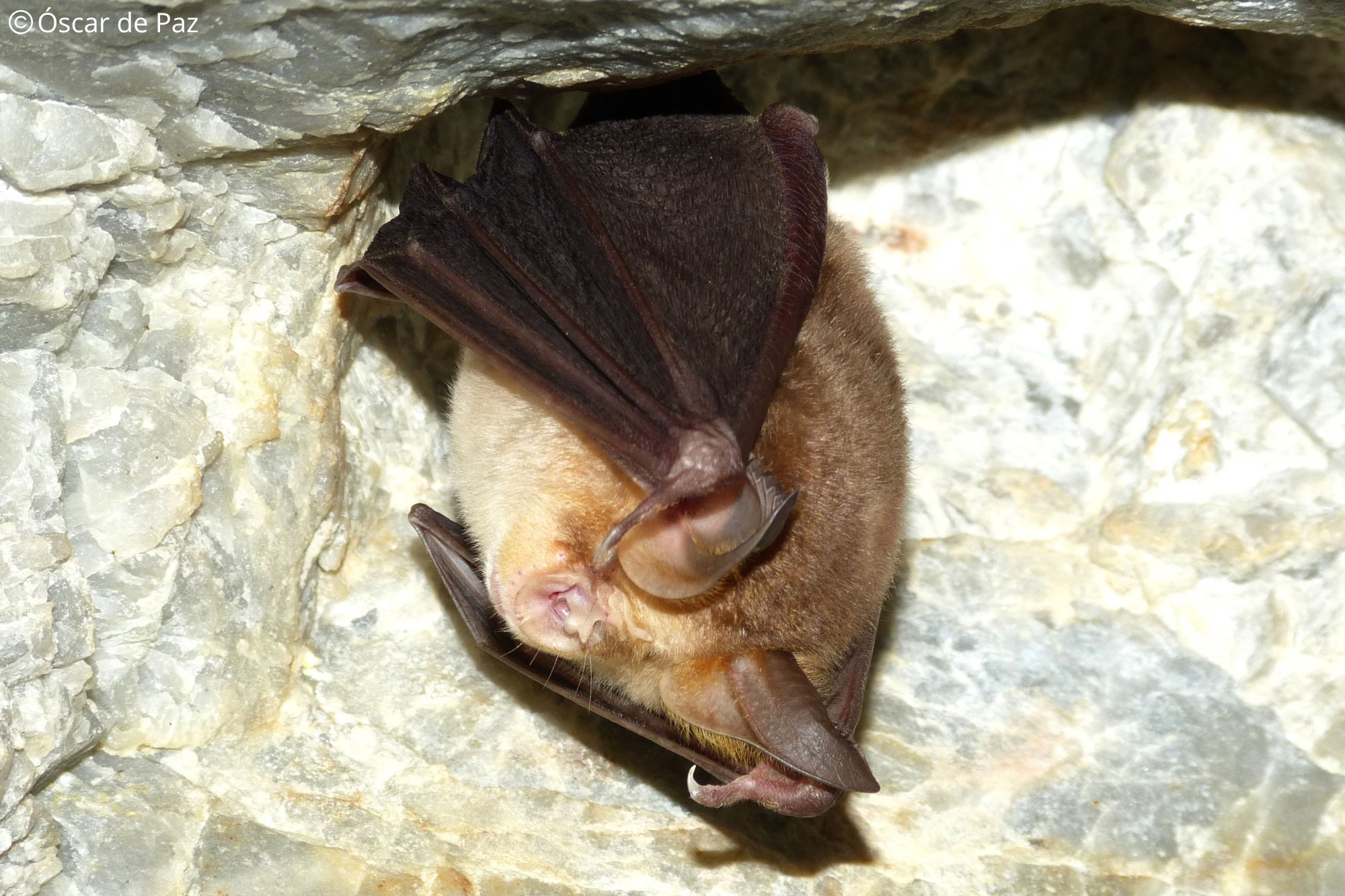 Rhinolophus mehelyi