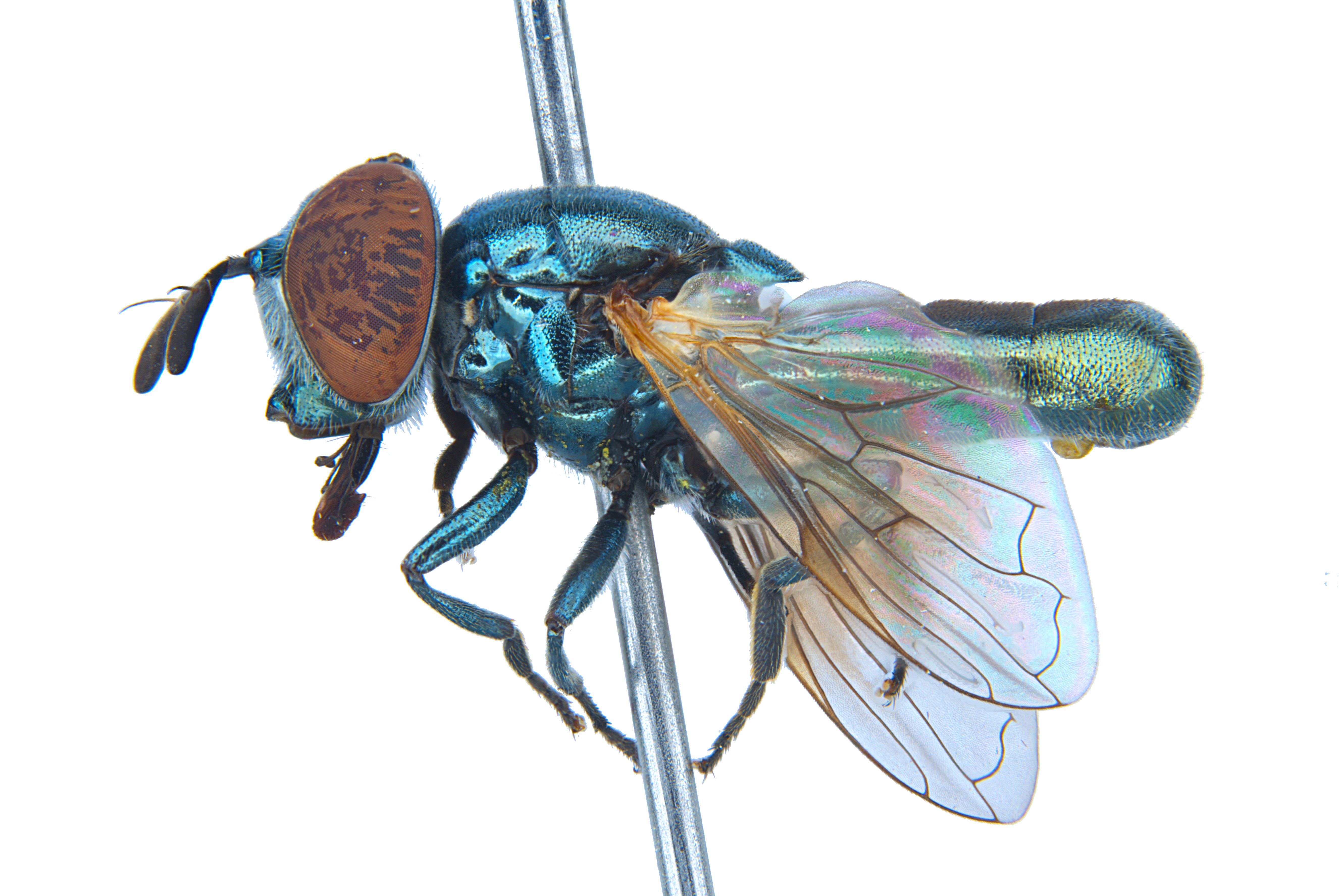 Riponnensia longicornis
