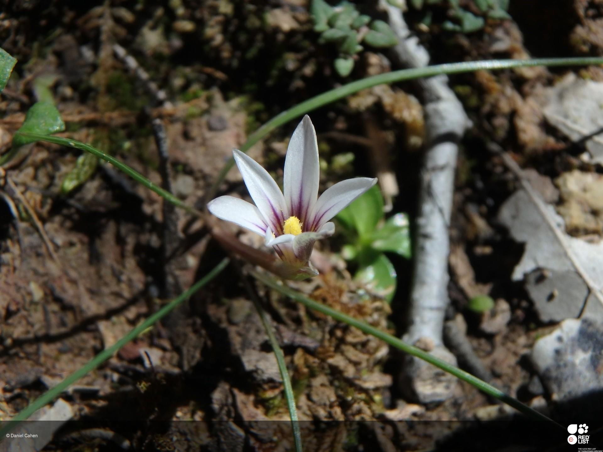 Romulea assumptionis