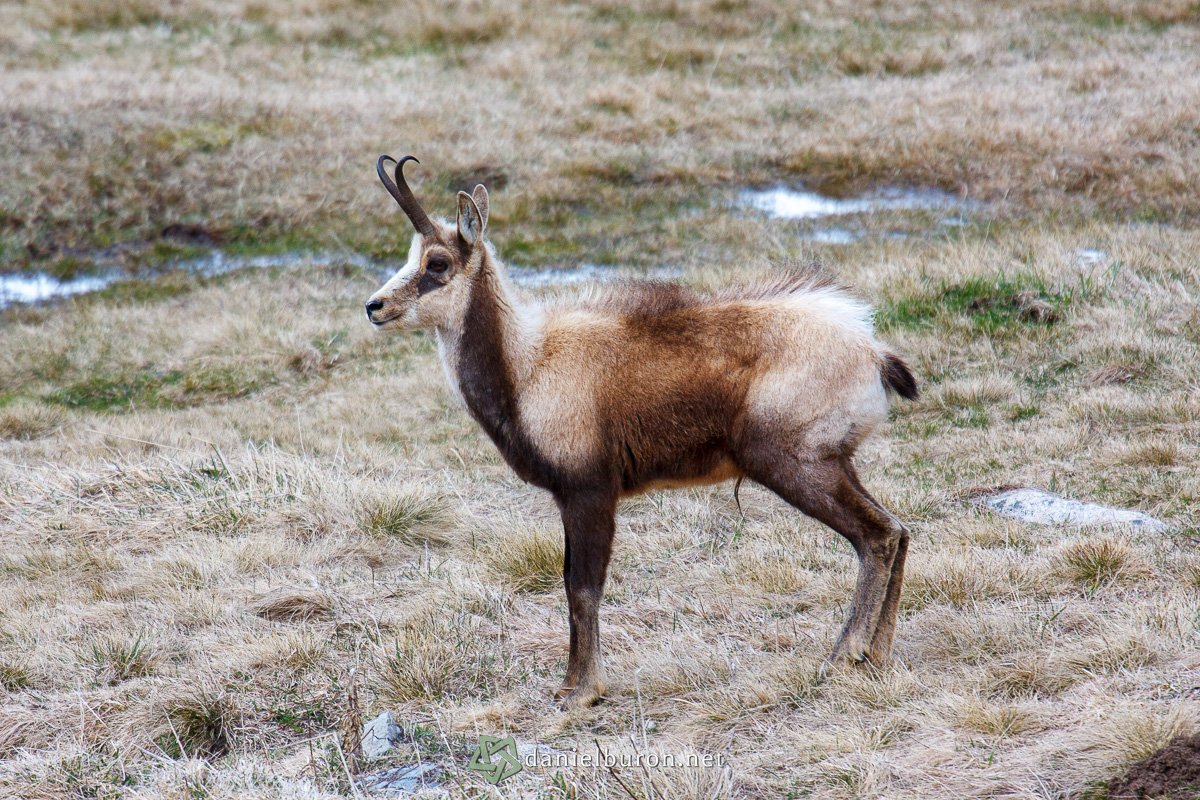 Rupicapra pyrenaica