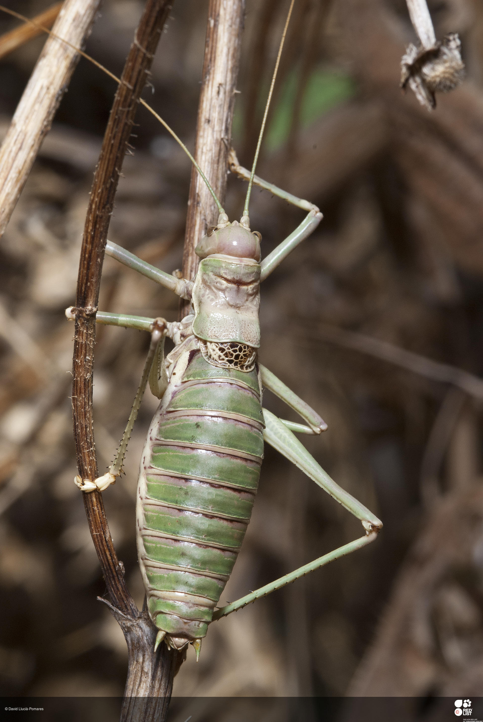Sabaterpia hispanica