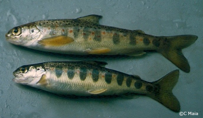 Salmo salar