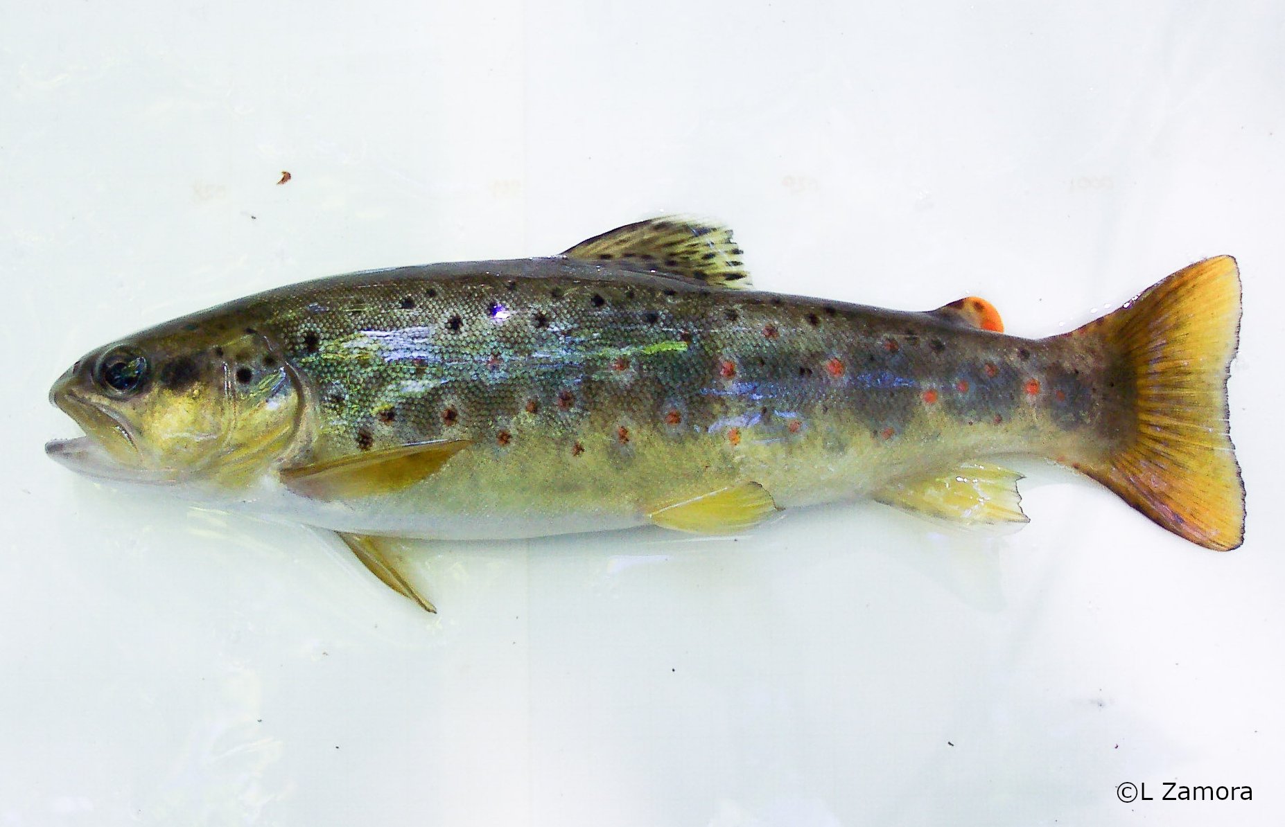 Salmo trutta
