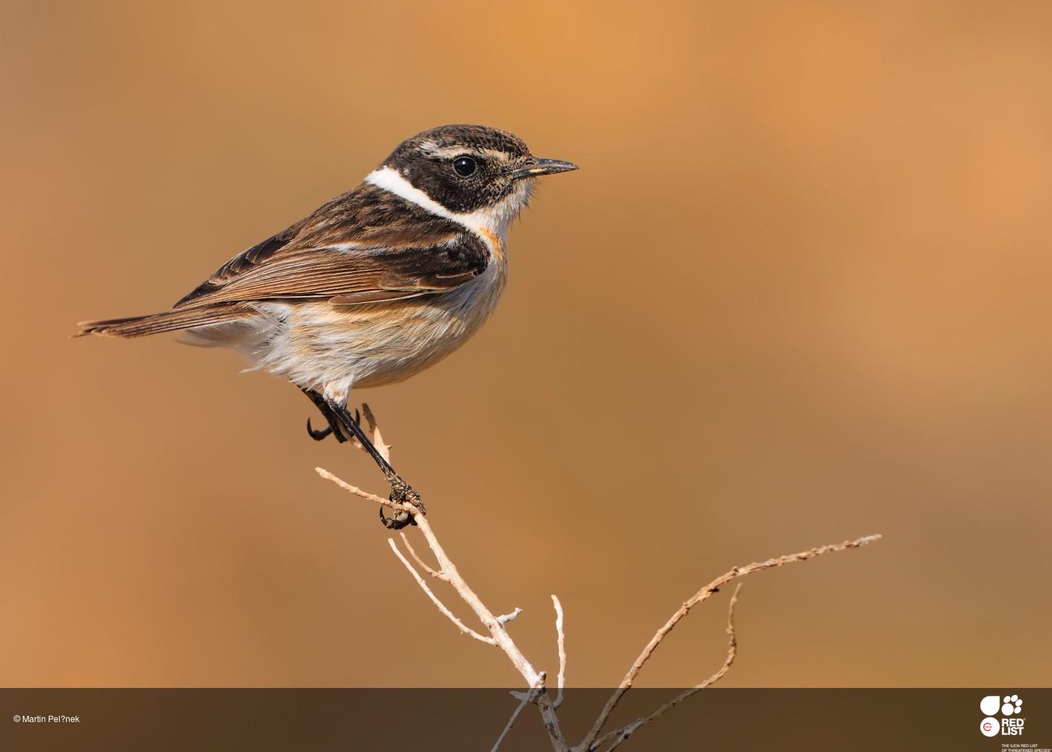 Saxicola dacotiae