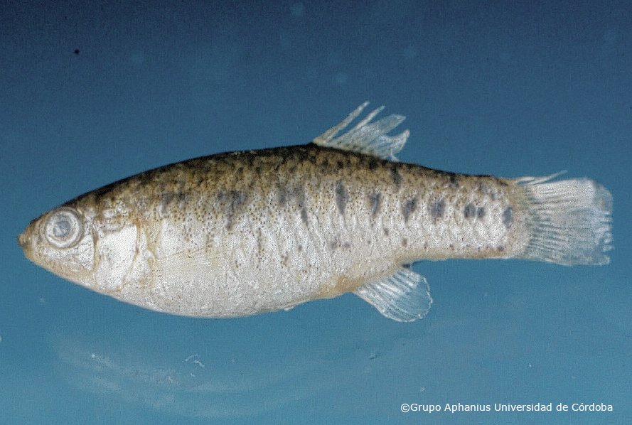 Apricaphanius baeticus