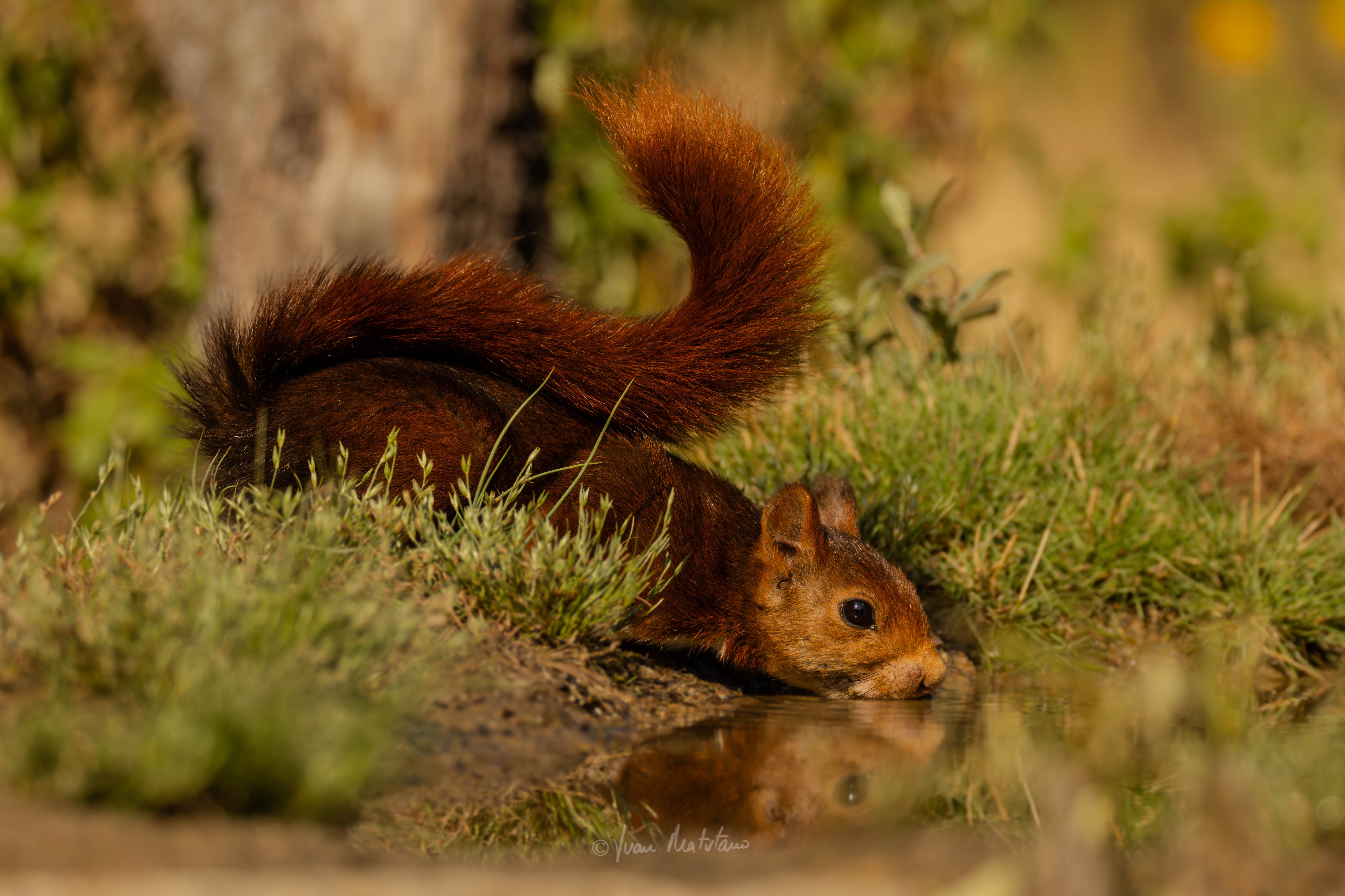 Sciurus vulgaris