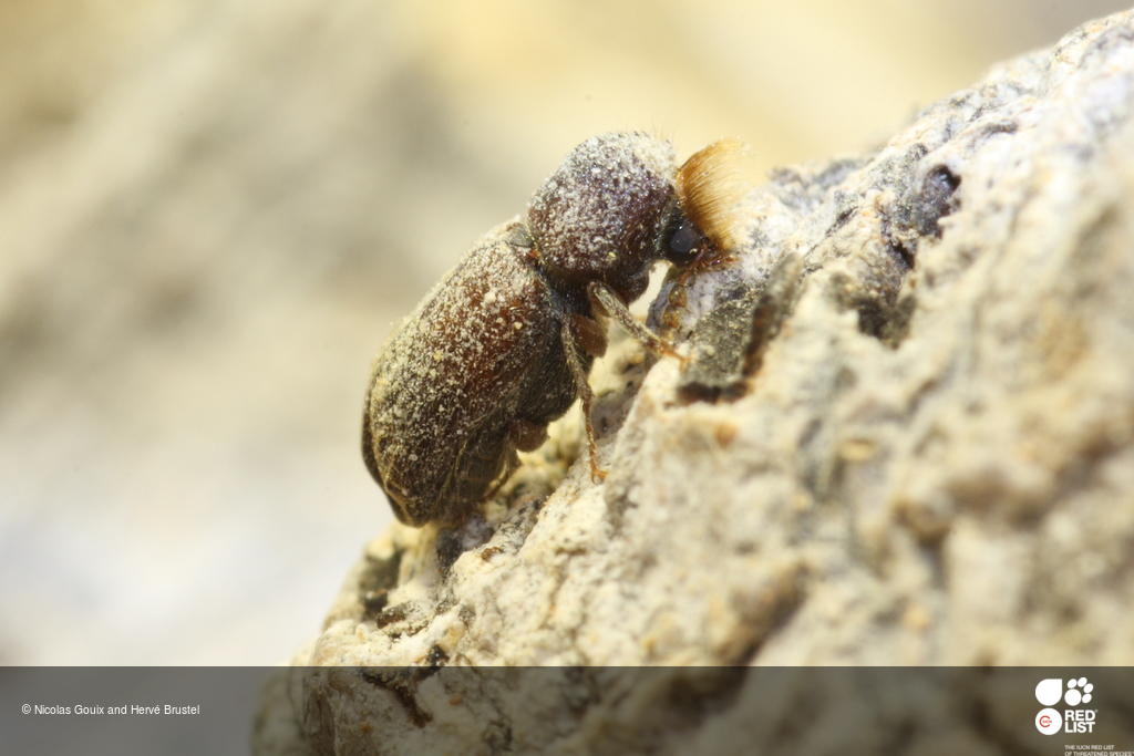 Scobicia barbifrons