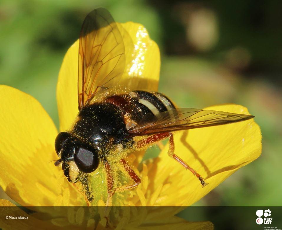 Sericomyia hispanica