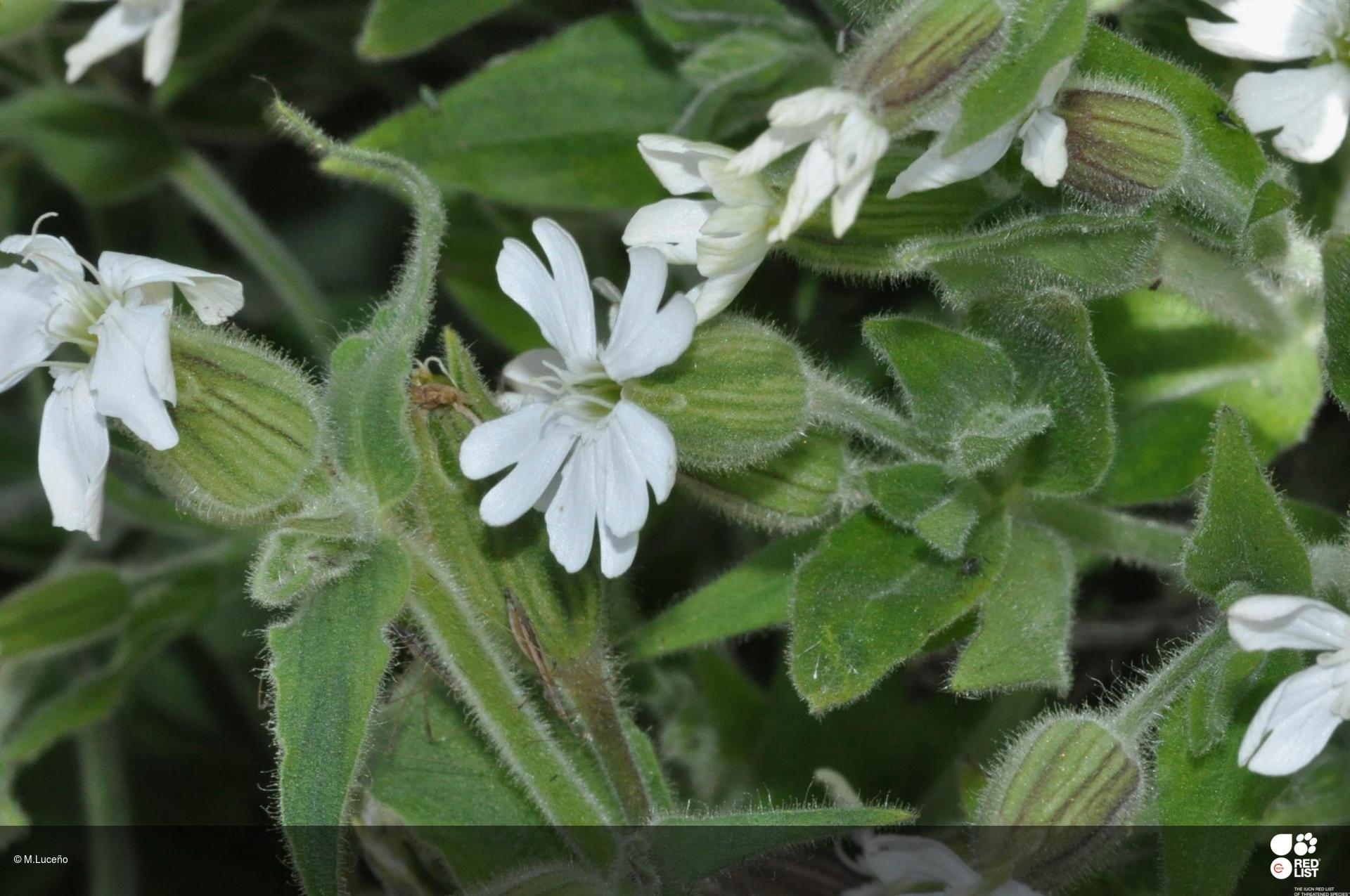 Silene marizii