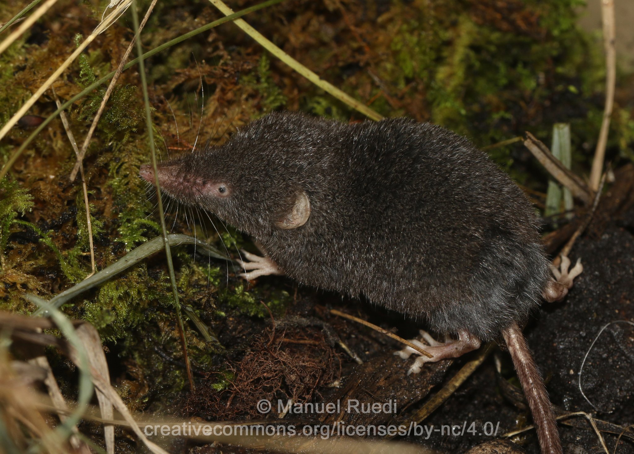 Sorex alpinus