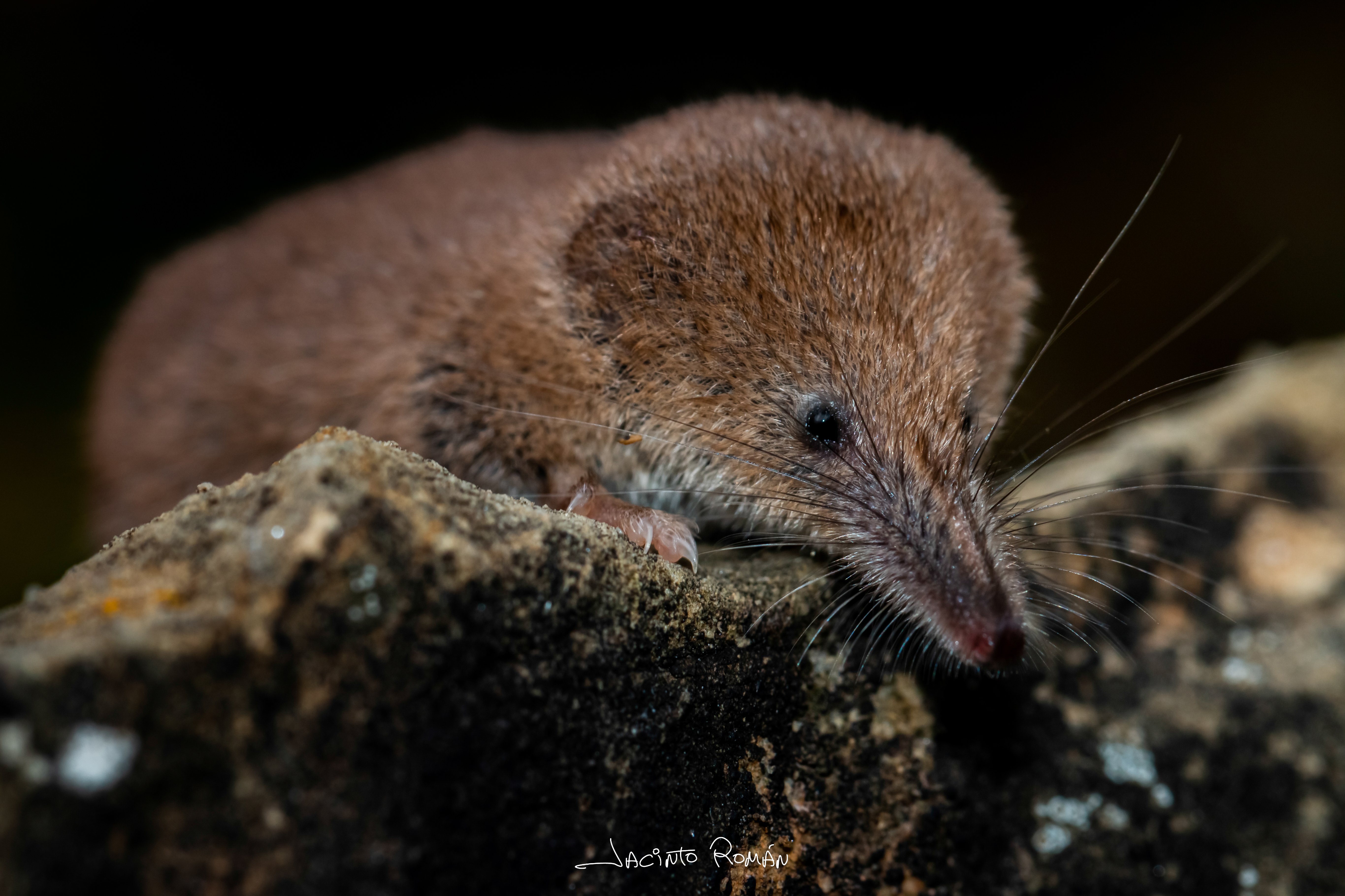 Sorex minutus
