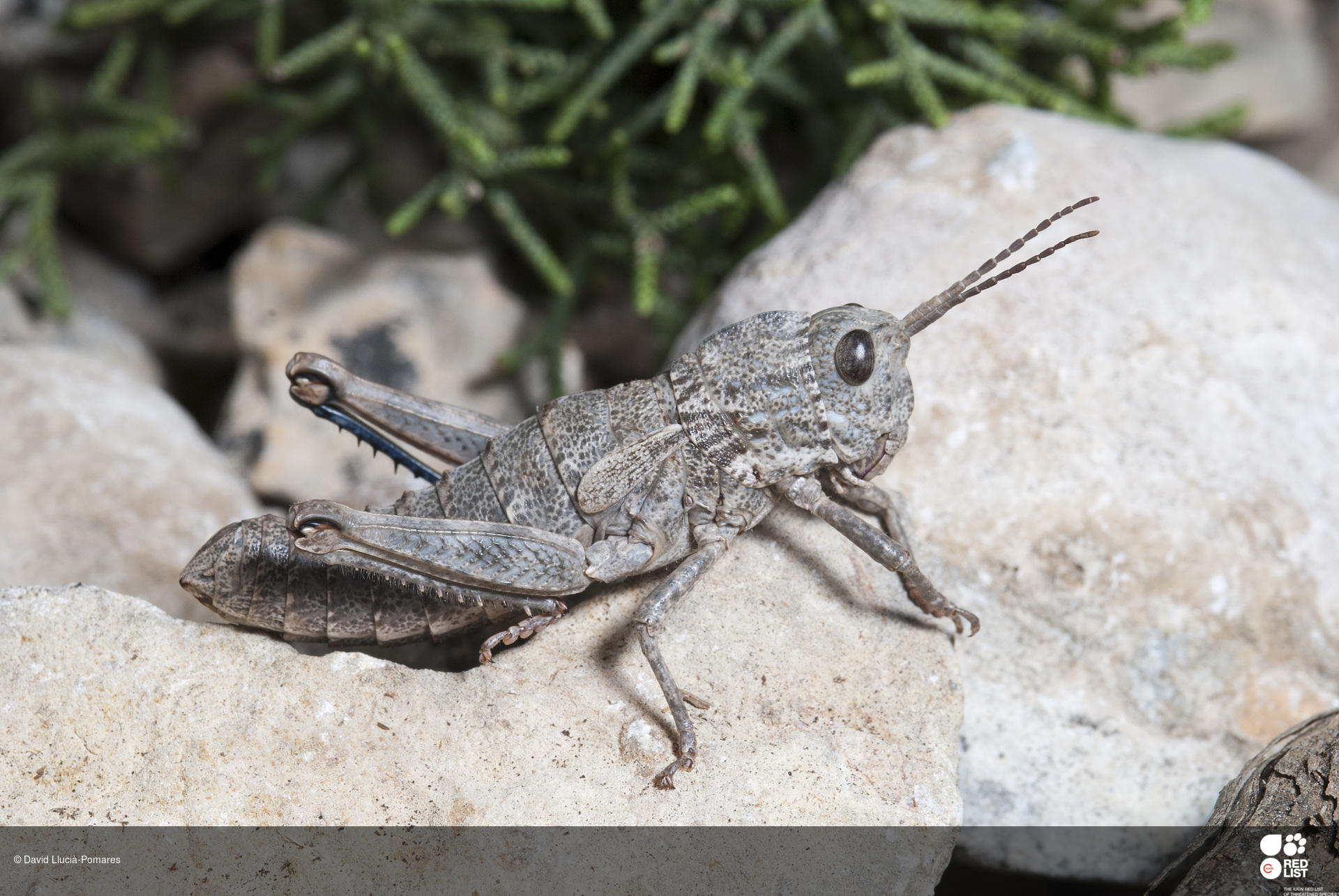 Acinipe eulaliae