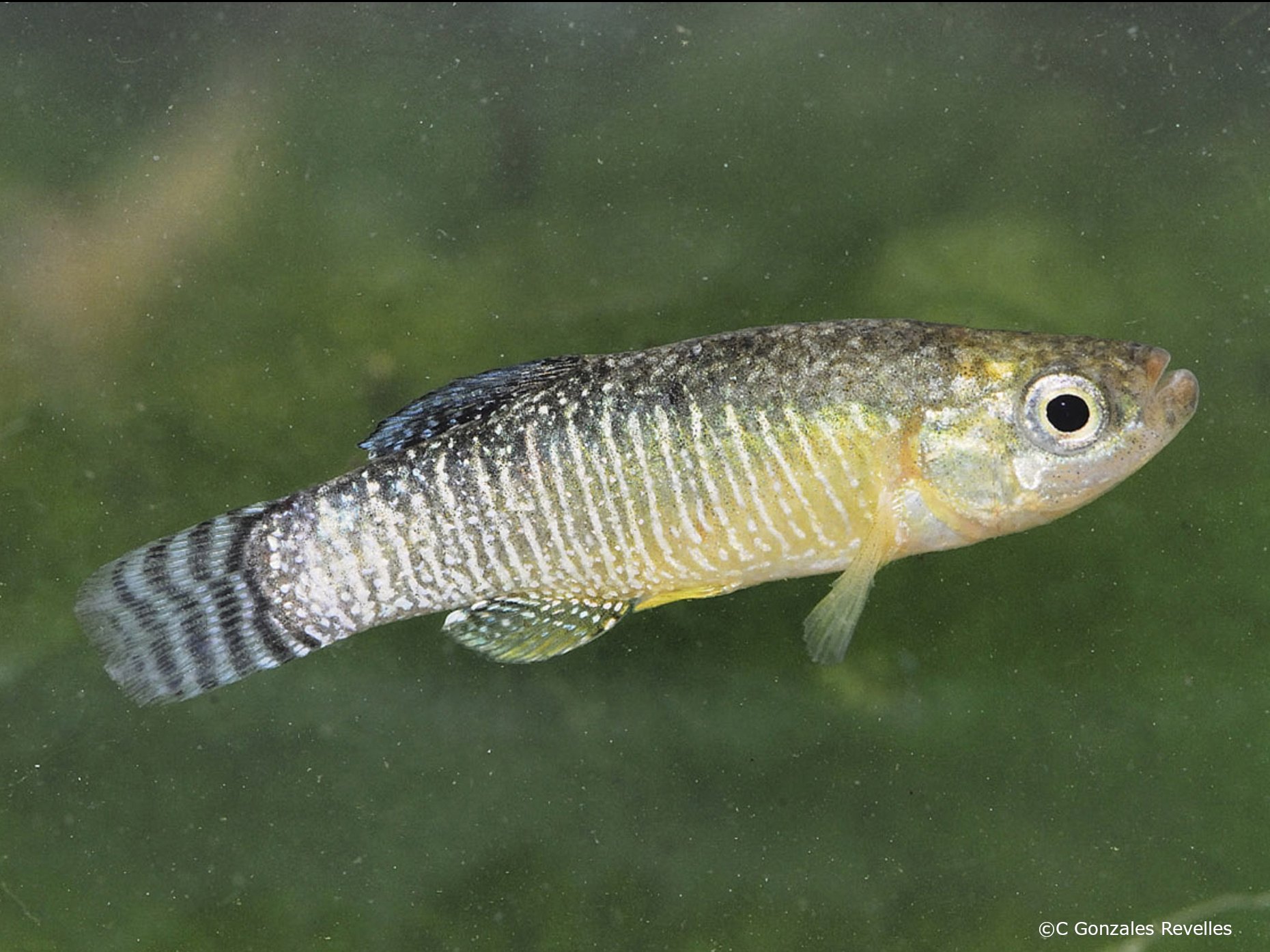 Apricaphanius iberus