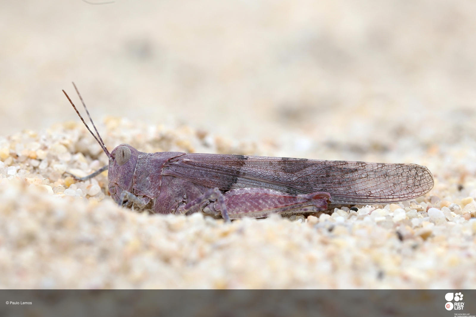 Sphingonotus azurescens