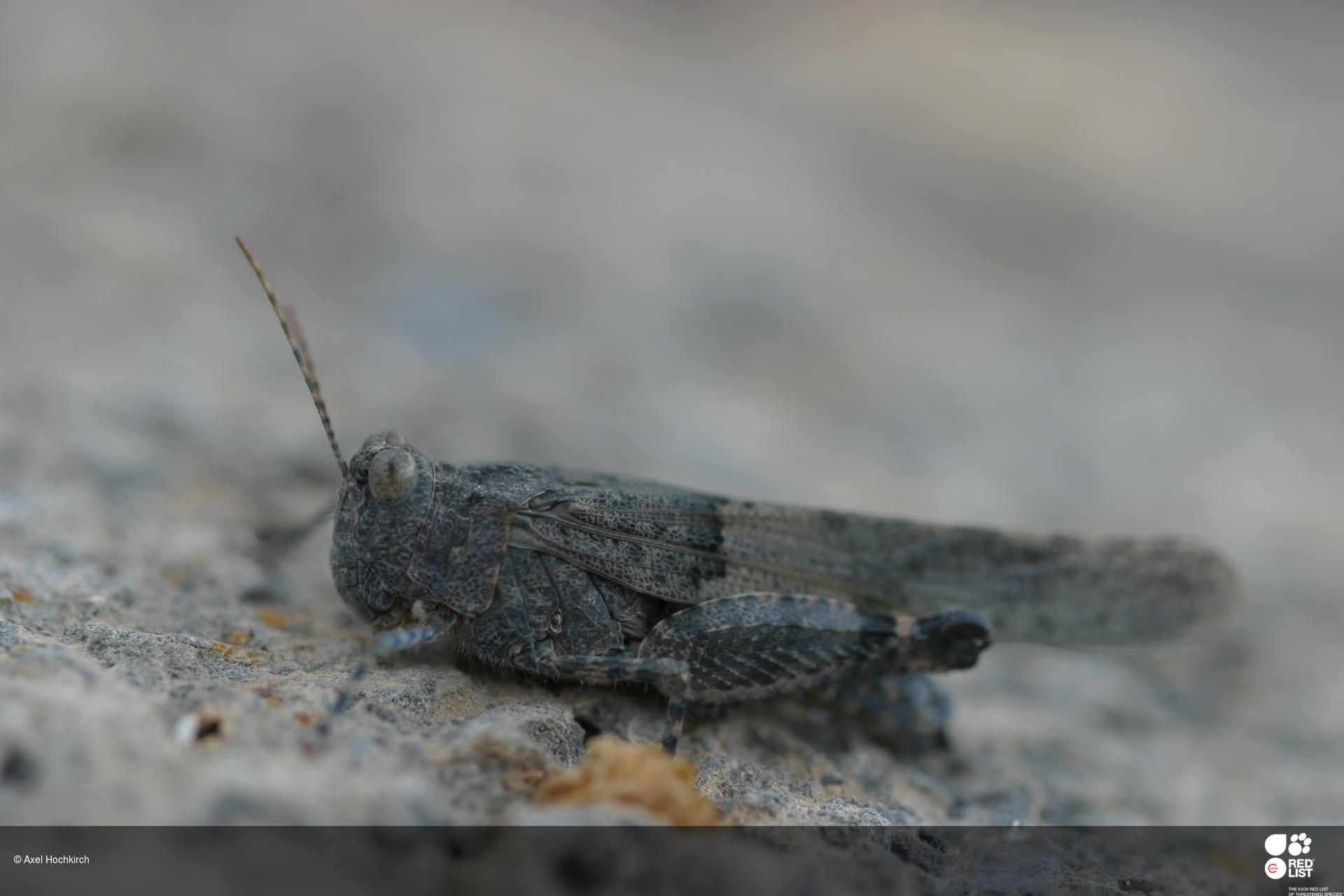 Sphingonotus fuerteventurae