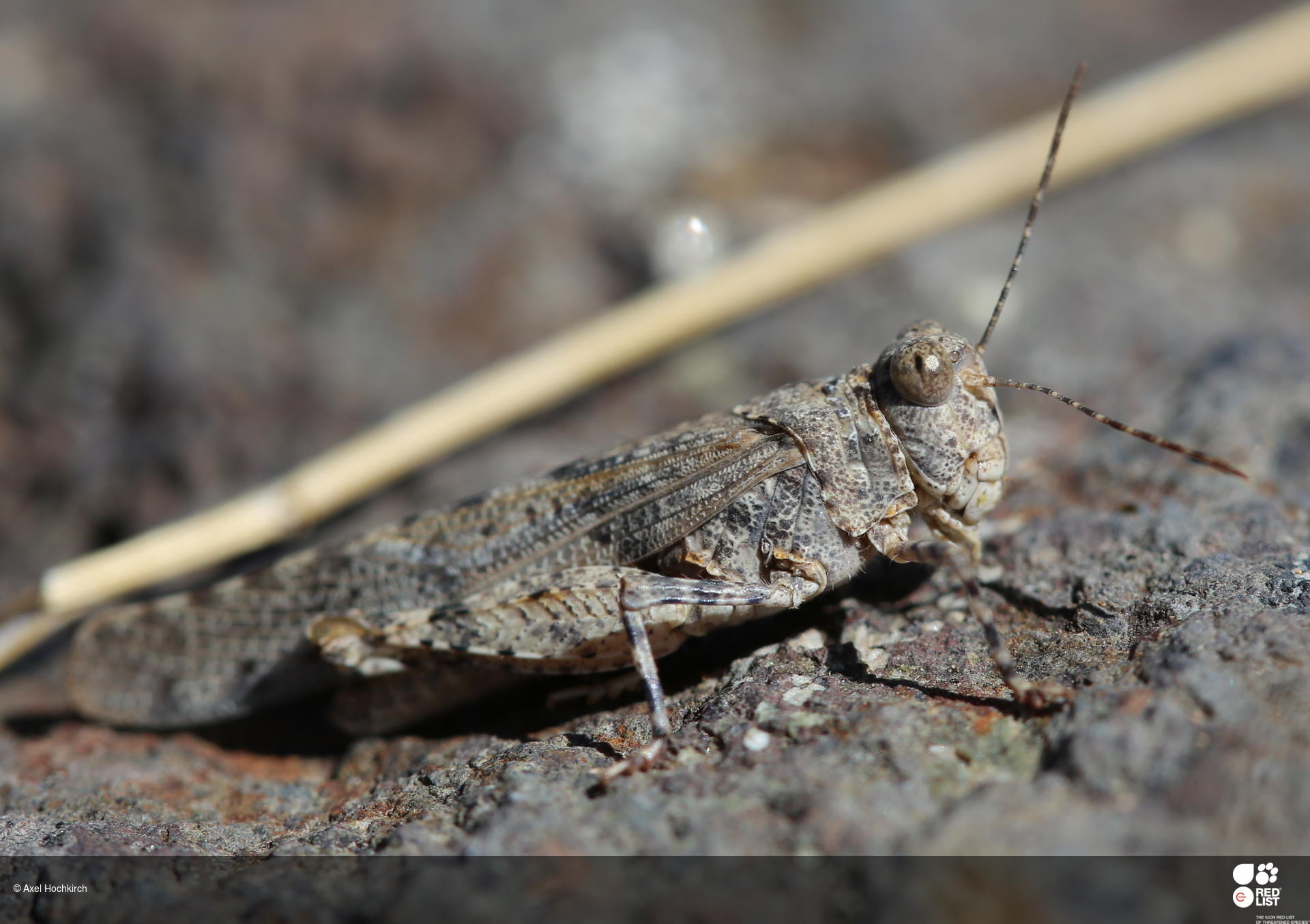 Sphingonotus guanchus