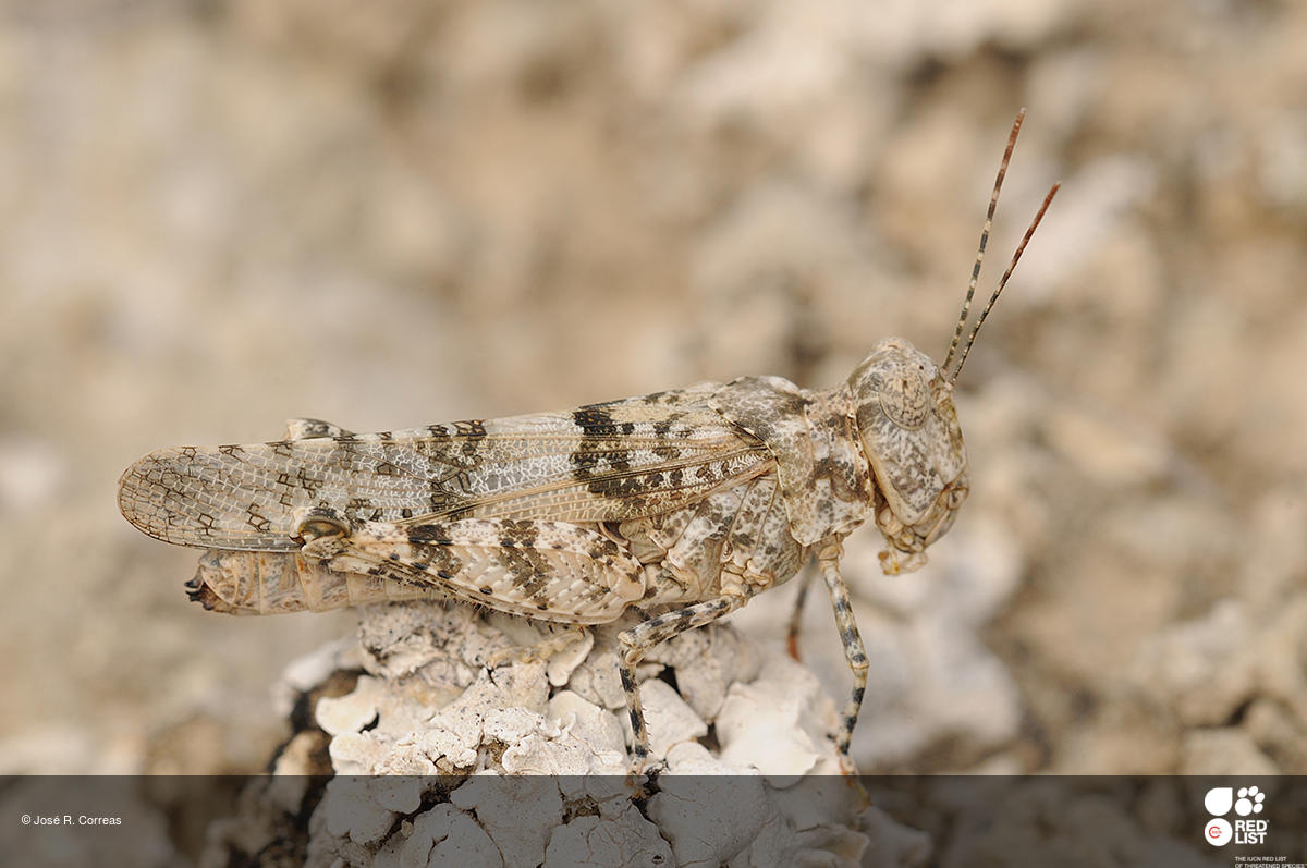 Sphingonotus gypsicola