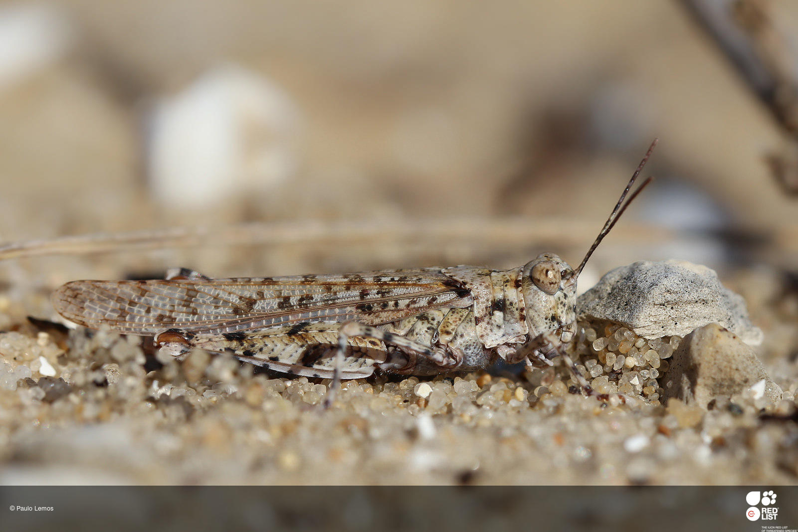 Sphingonotus imitans