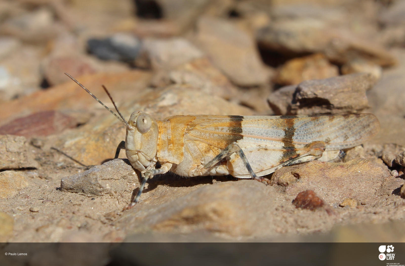 Sphingonotus lluciapomaresi