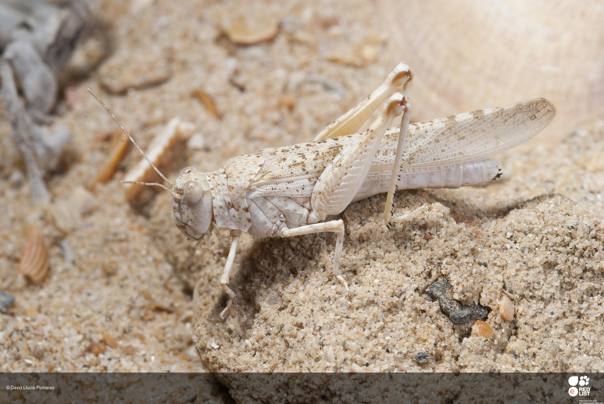 Sphingonotus lusitanicus