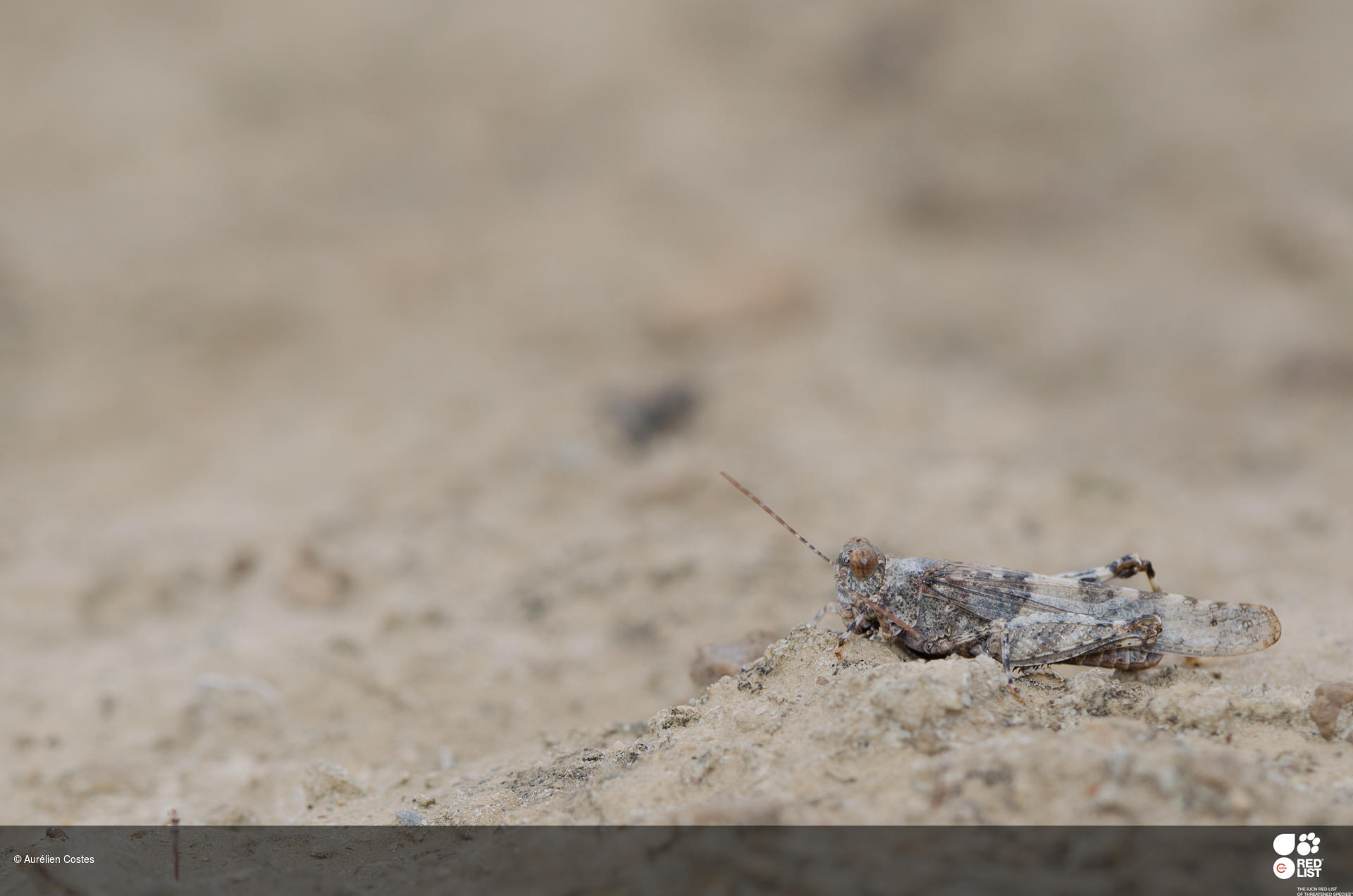 Sphingonotus morini