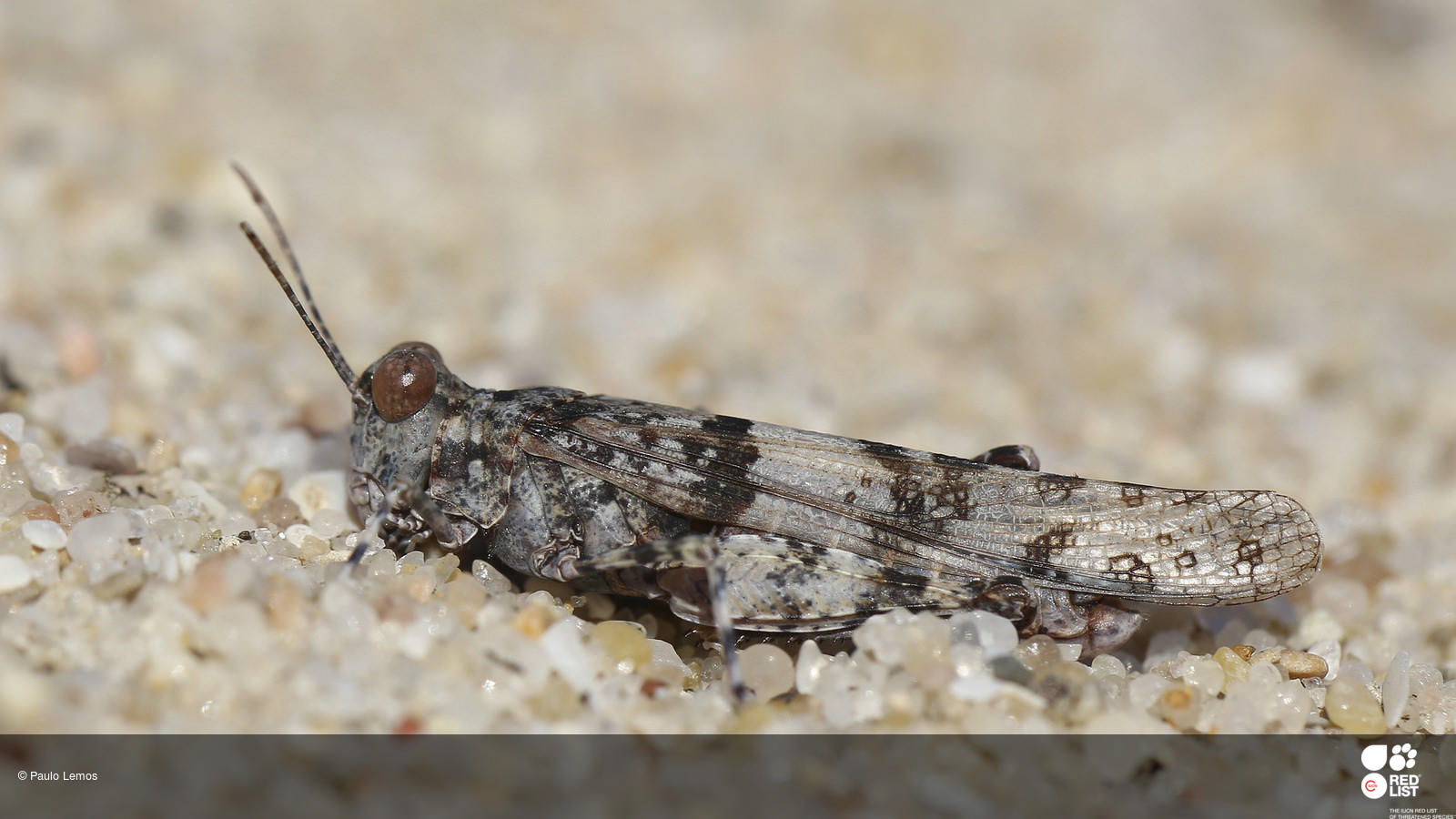 Sphingonotus nodulosus