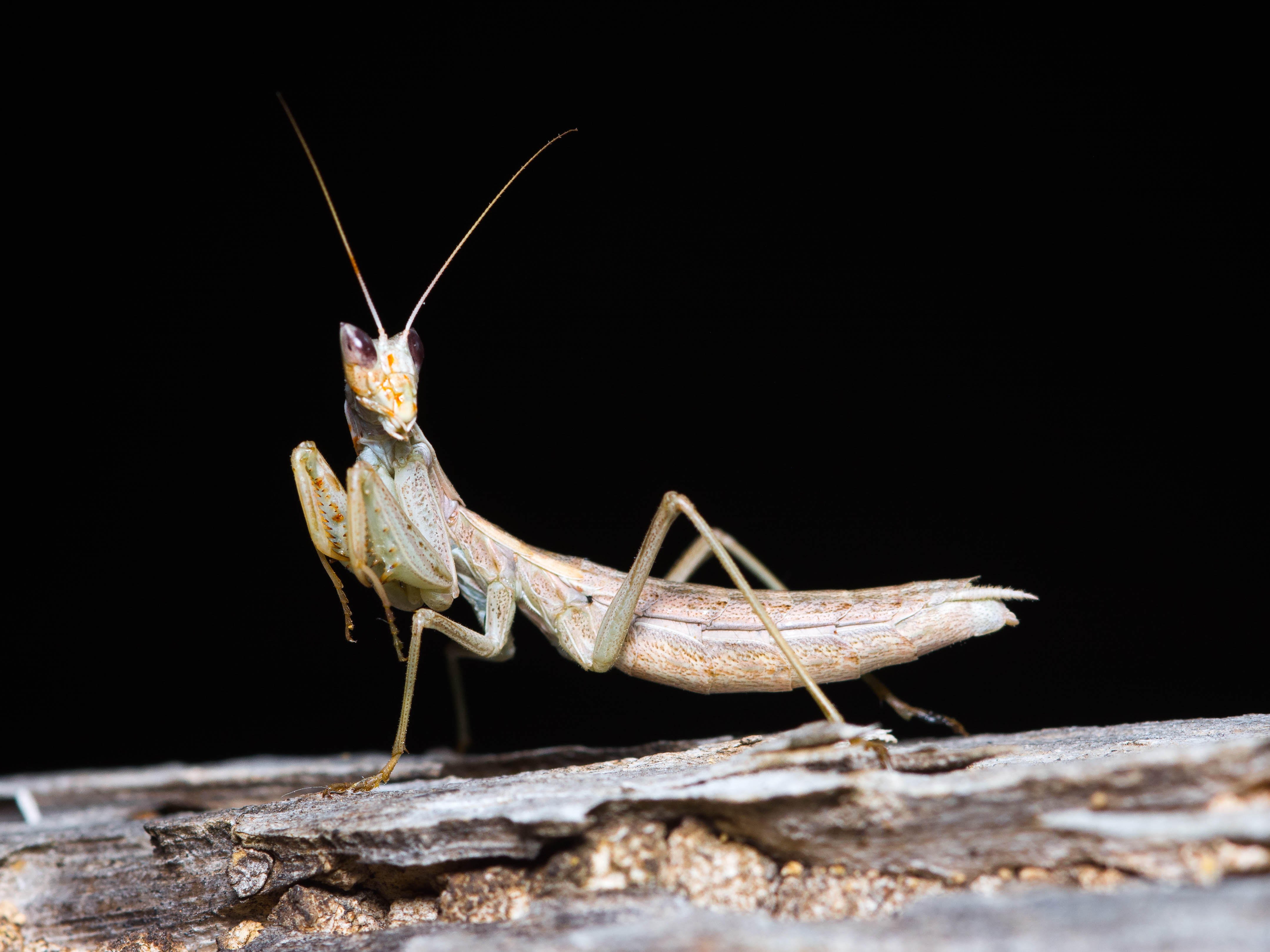 Apteromantis aptera