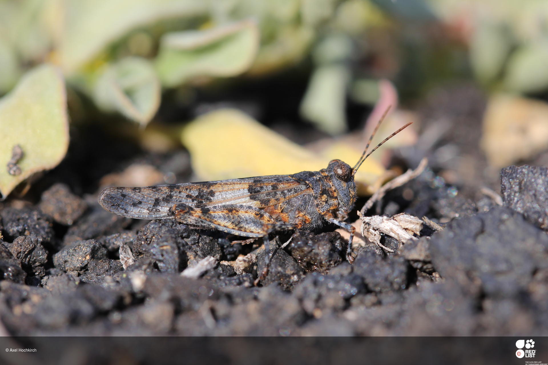 Sphingonotus pachecoi
