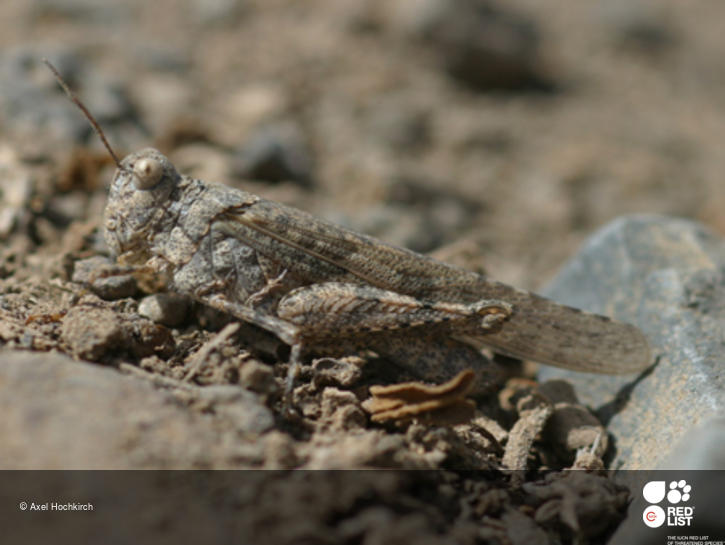 Sphingonotus picteti