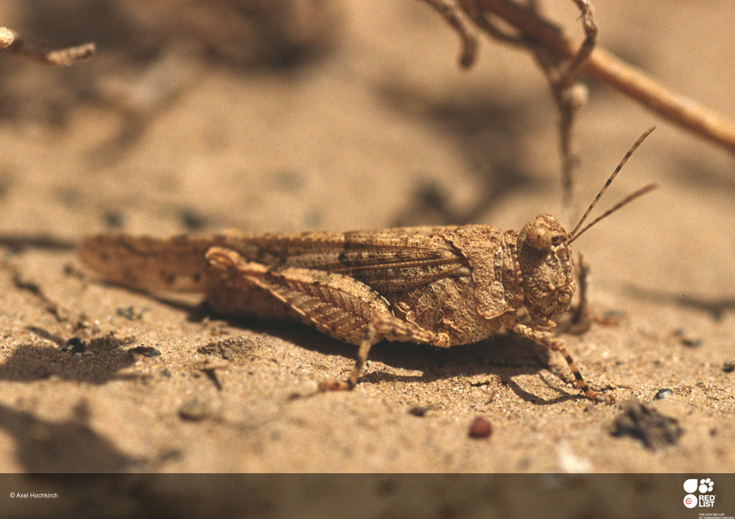 Sphingonotus rugosus