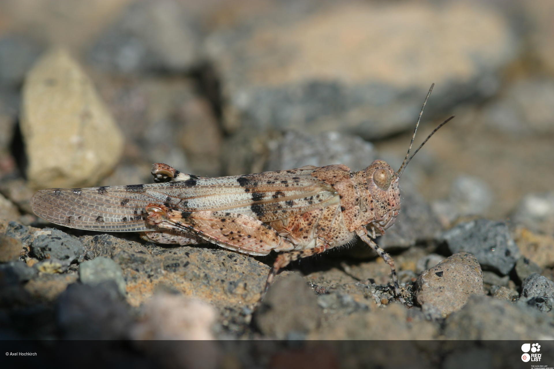 Sphingonotus sublaevis