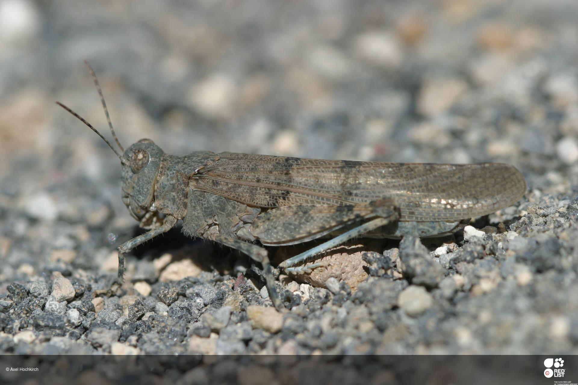 Sphingonotus willemsei