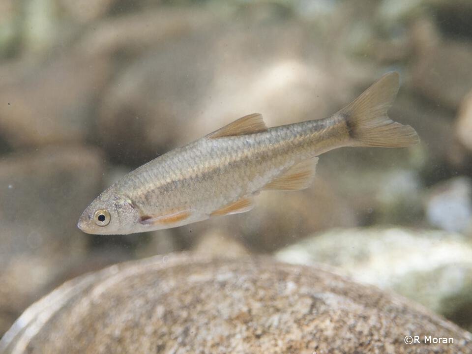 Squalius alburnoides