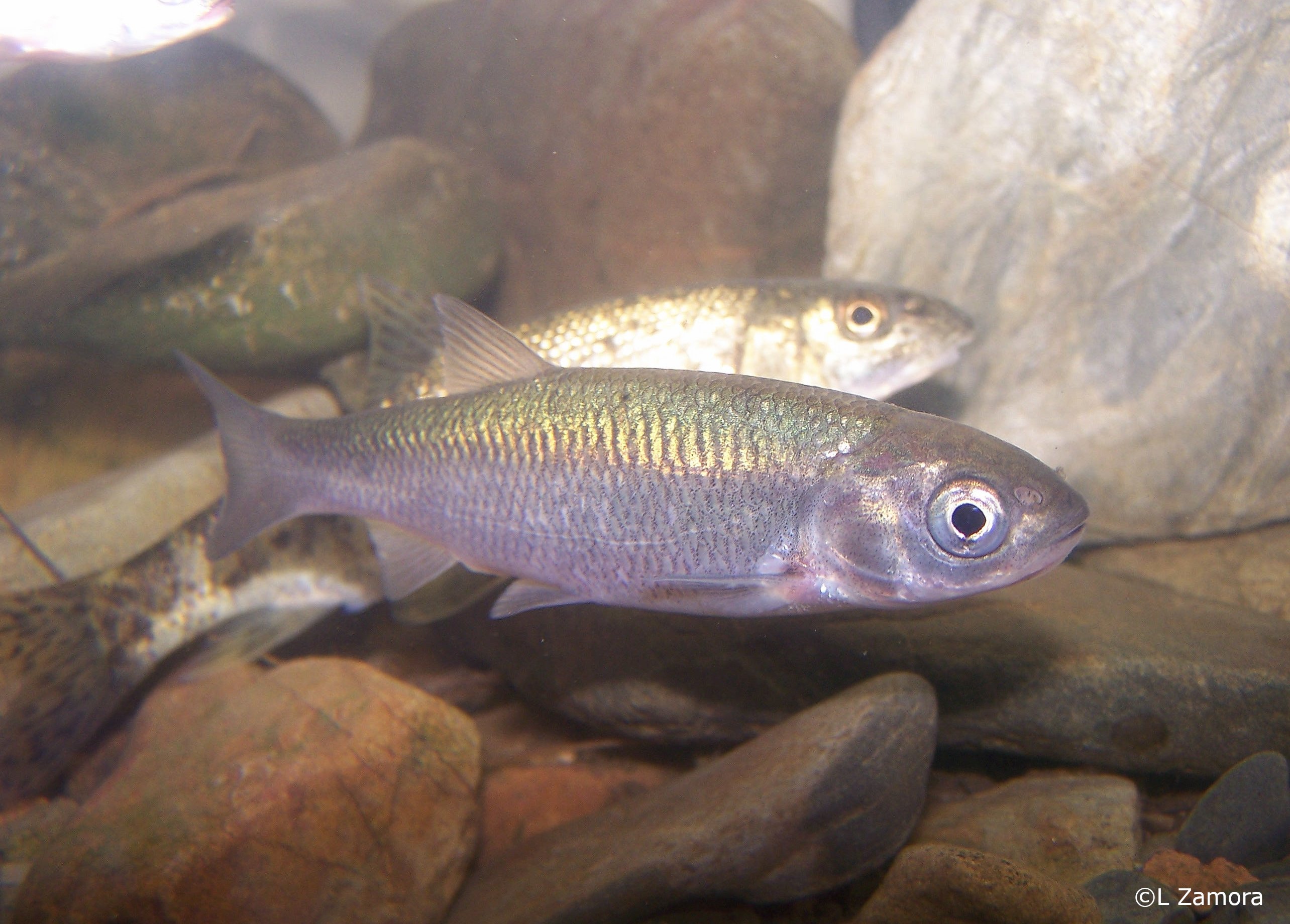 Squalius laietanus