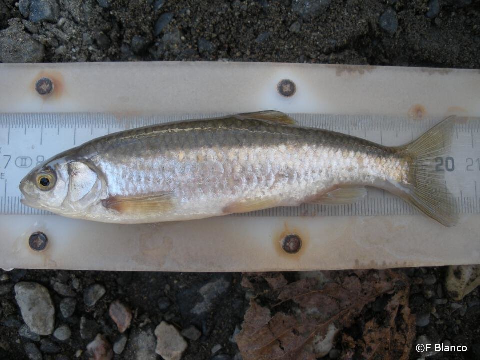 Squalius malacitanus