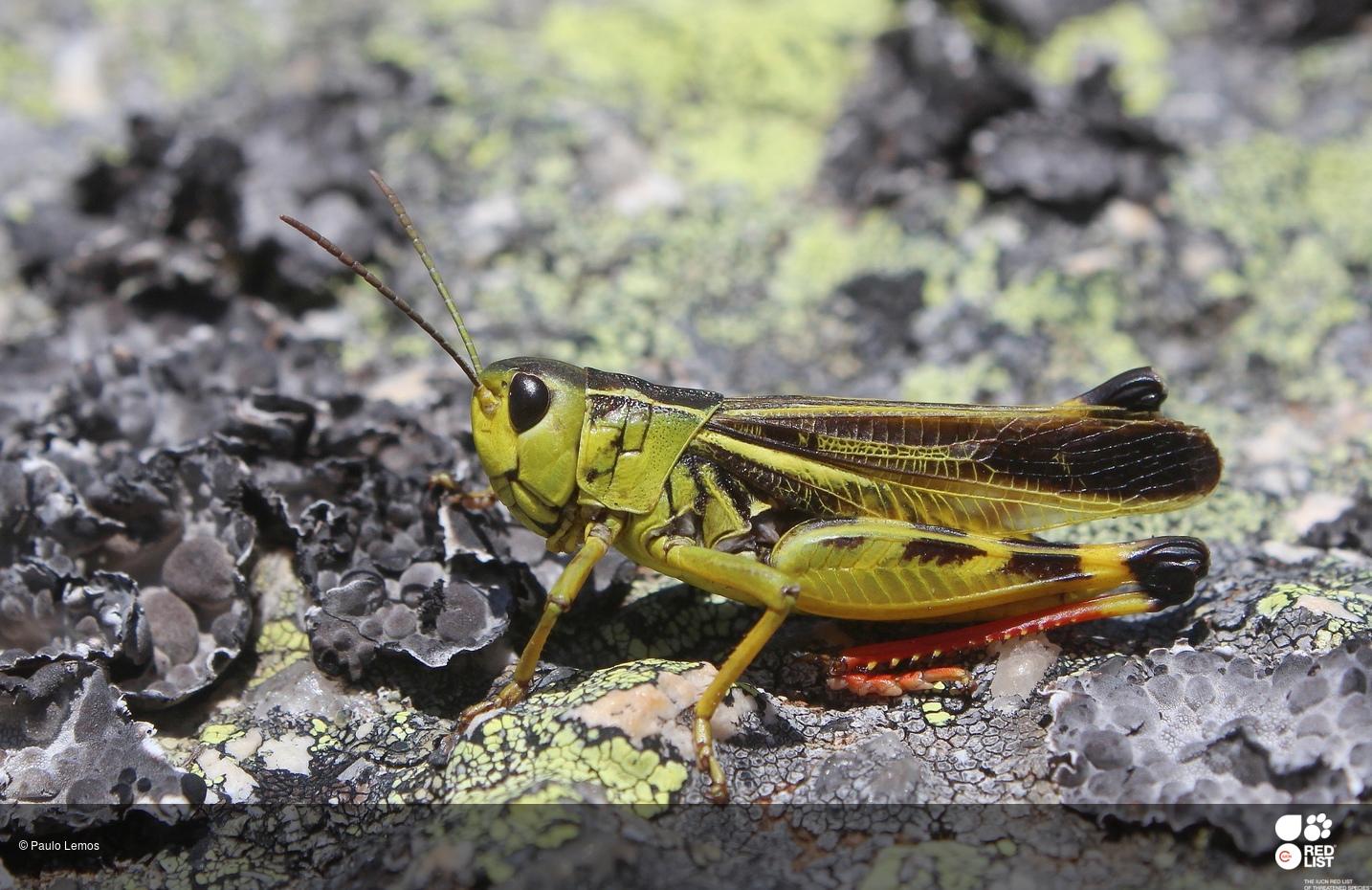 Arcyptera tornosi