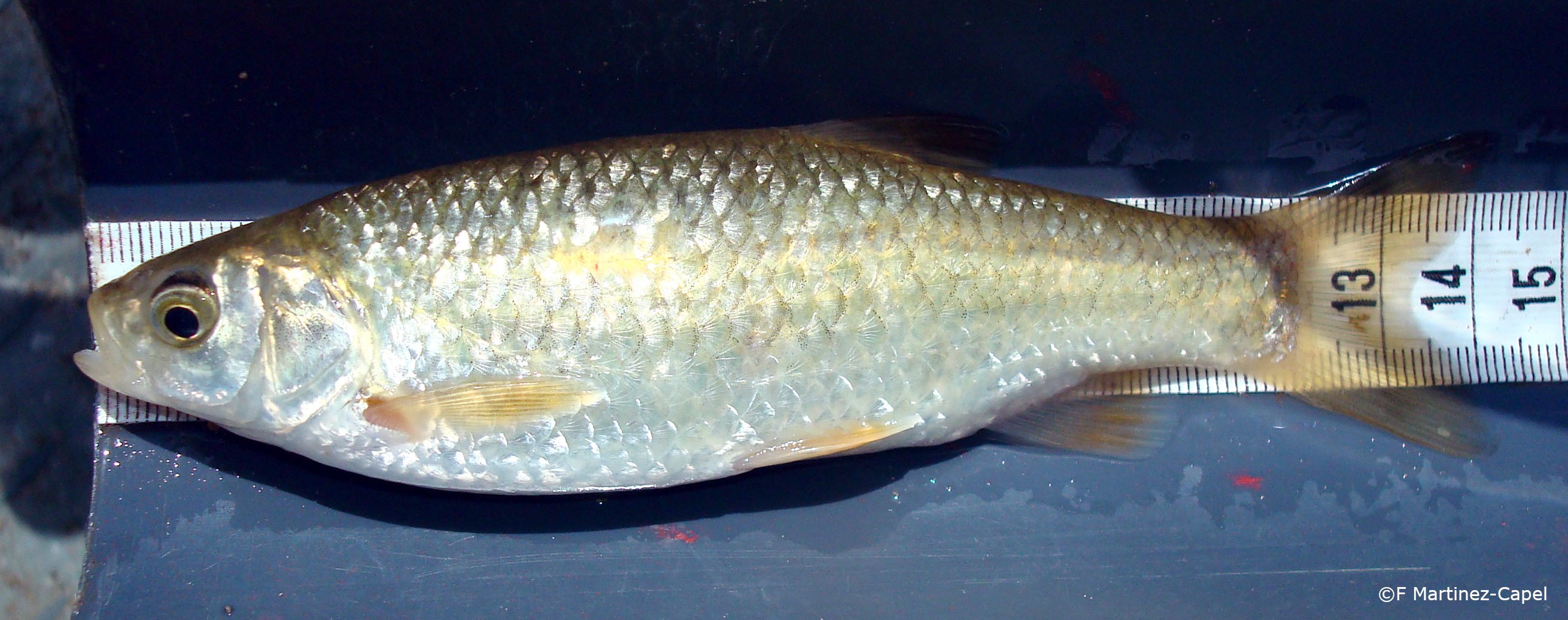 Squalius valentinus