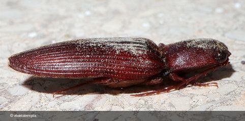 Stenagostus laufferi
