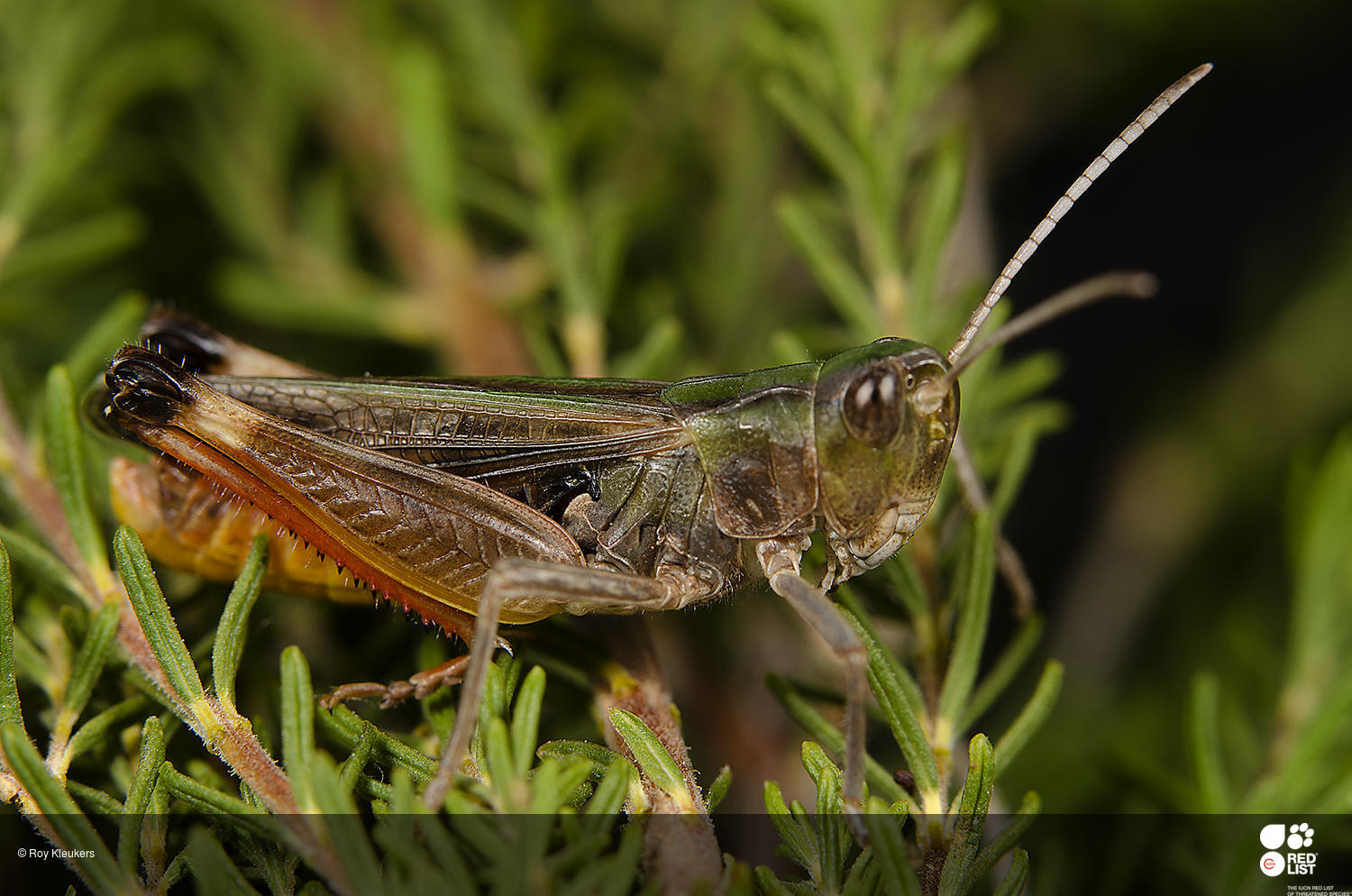 Stenobothrus bolivarii