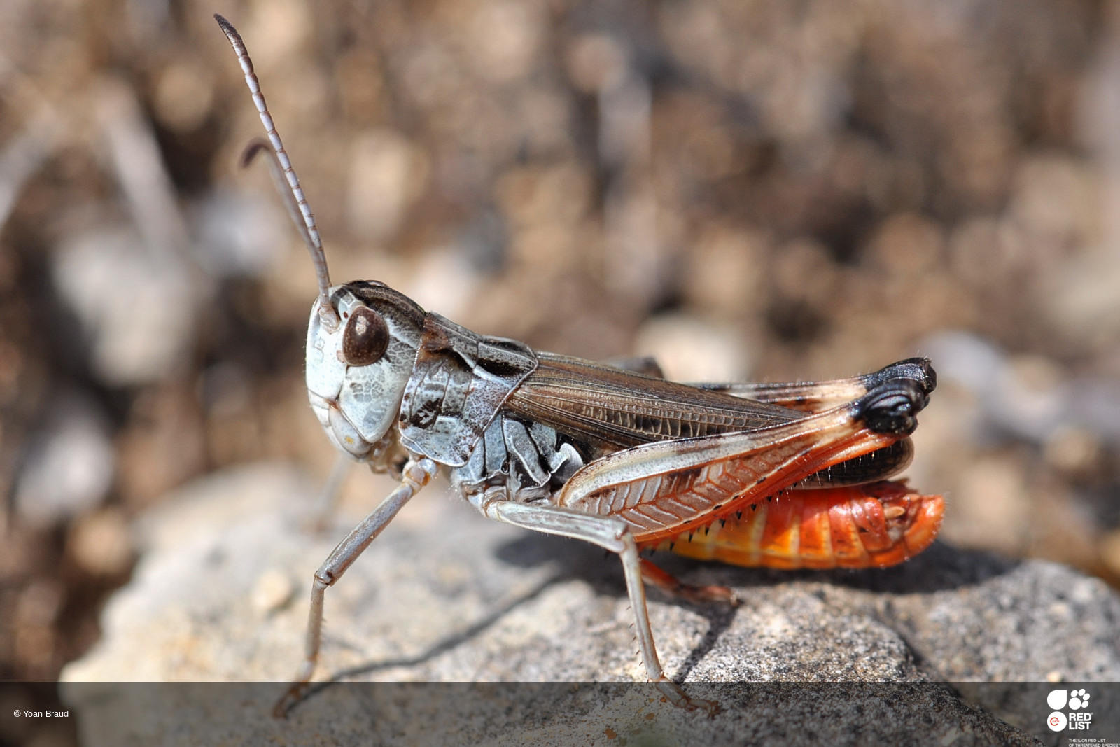 Stenobothrus grammicus