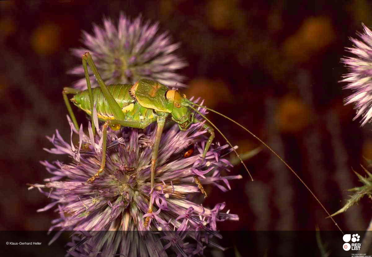 Steropleurus andalusius