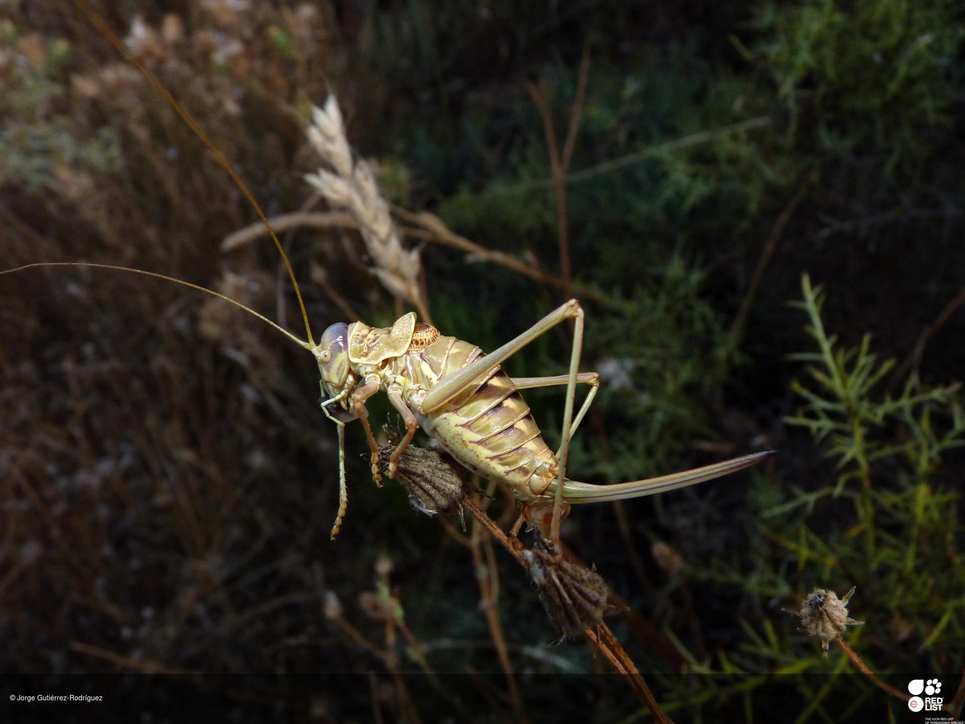 Steropleurus brunnerii