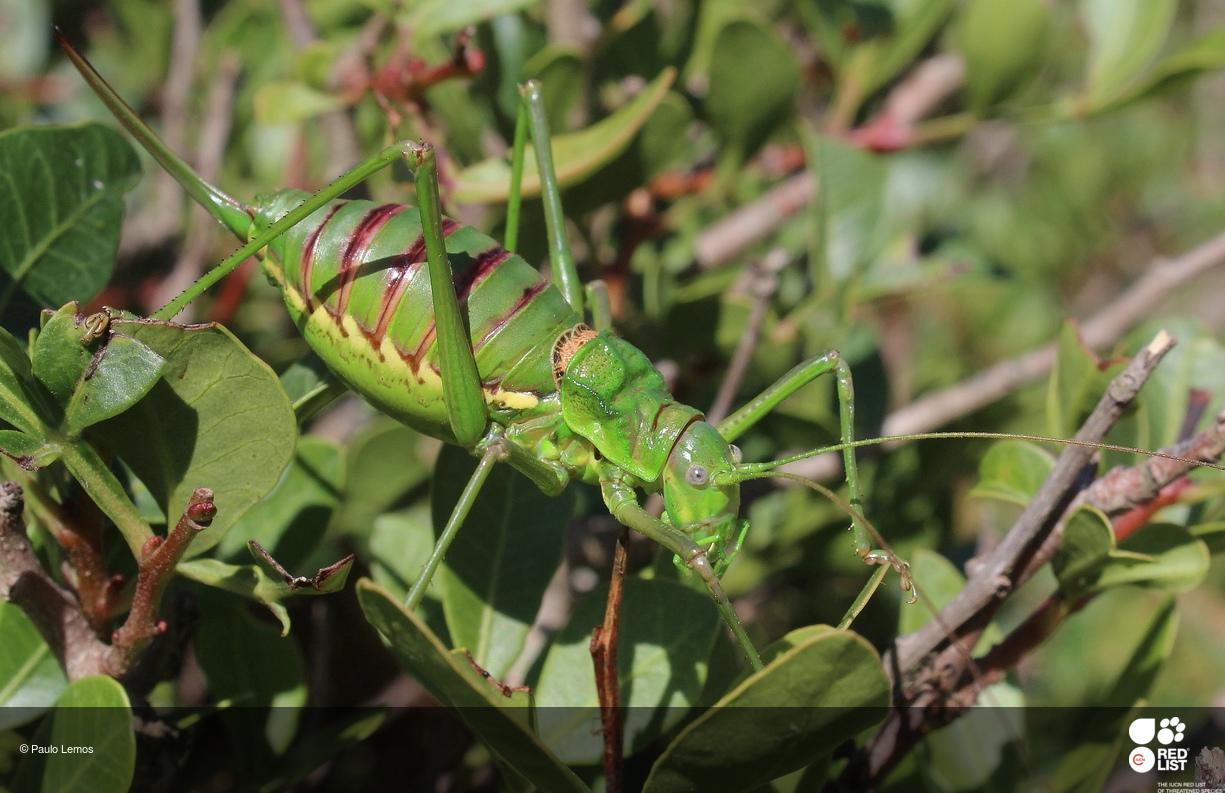 Steropleurus pseudolus