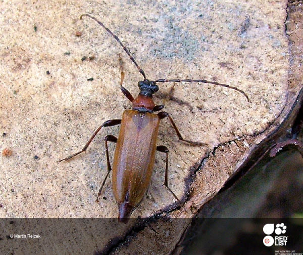 Stictoleptura palmi