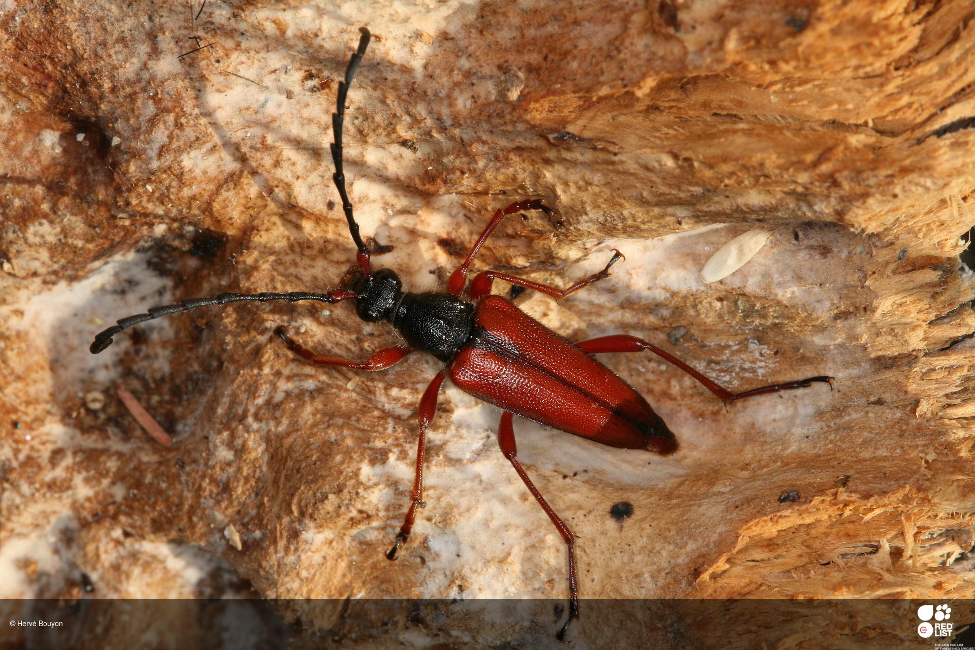 Stictoleptura trisignata