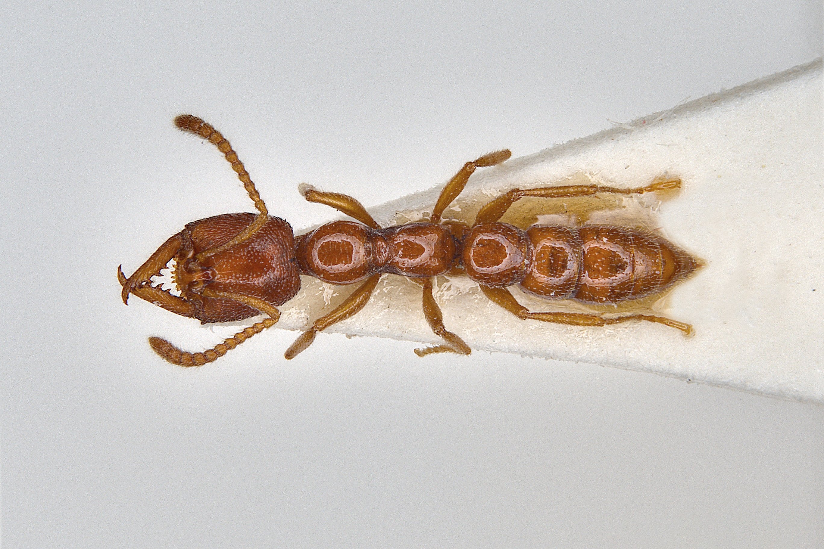 Stigmatomma emeryi