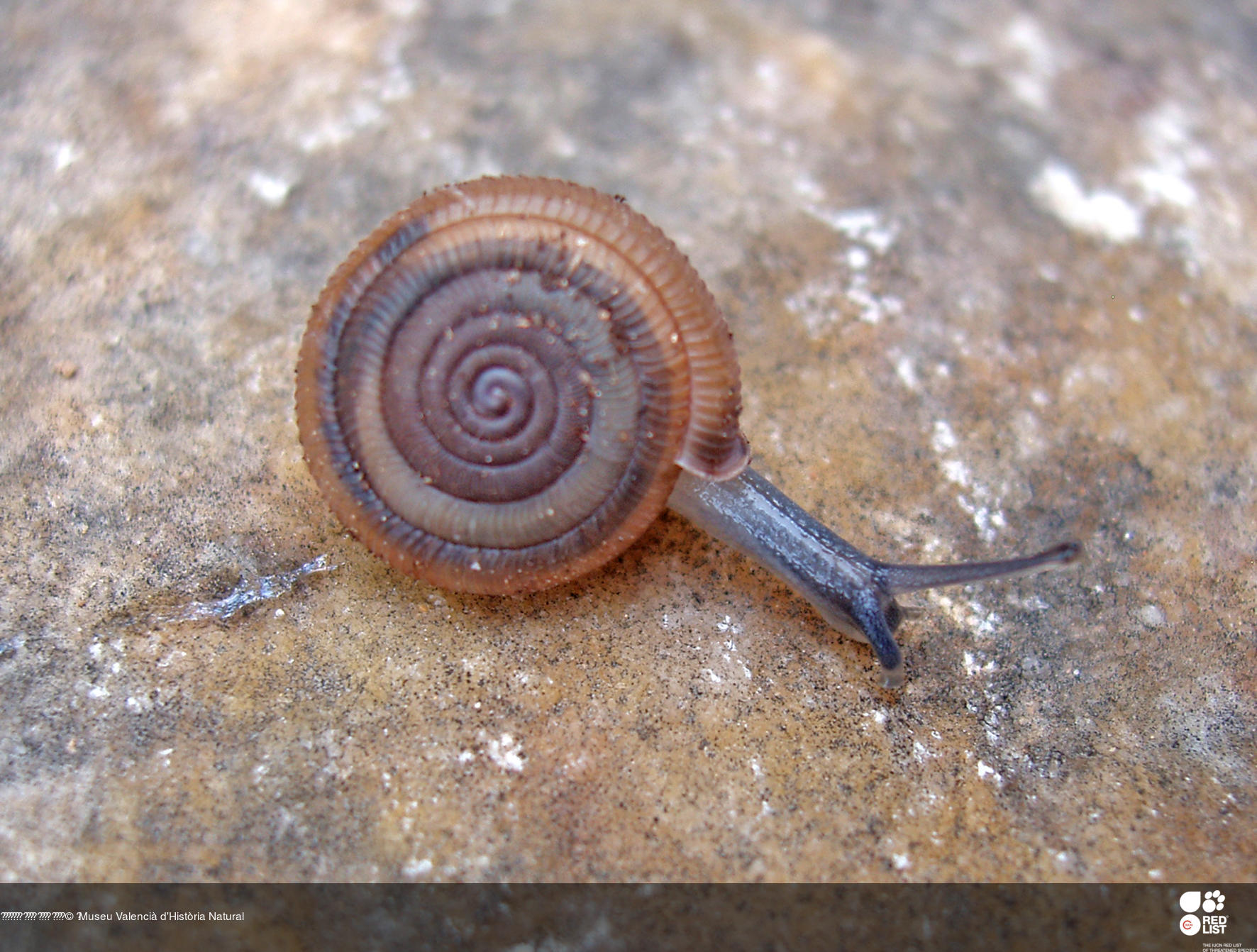 Suboestophora altamirai