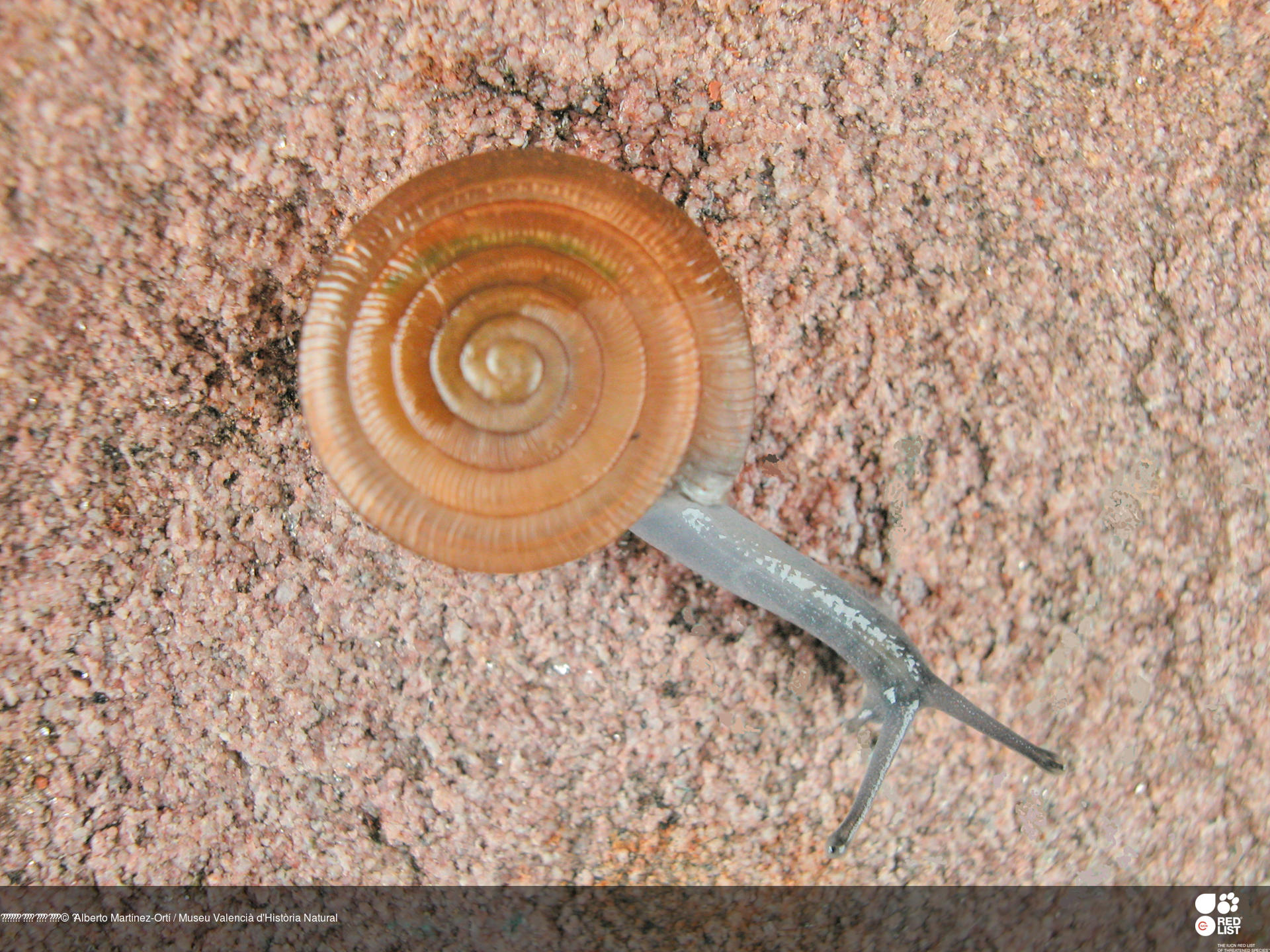 Suboestophora boscae